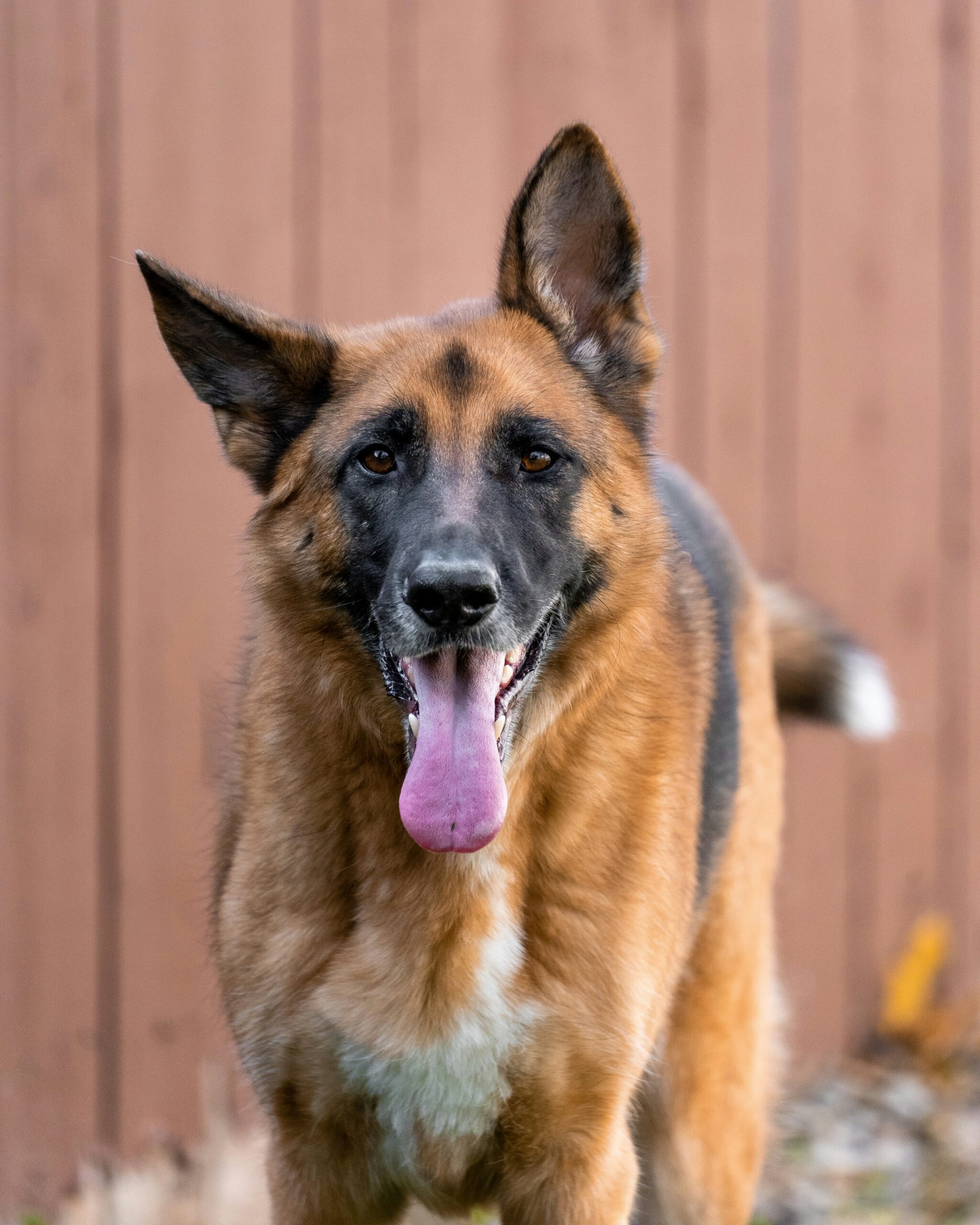German Shepherd standing on grass with tongue out, wooden fence in the background