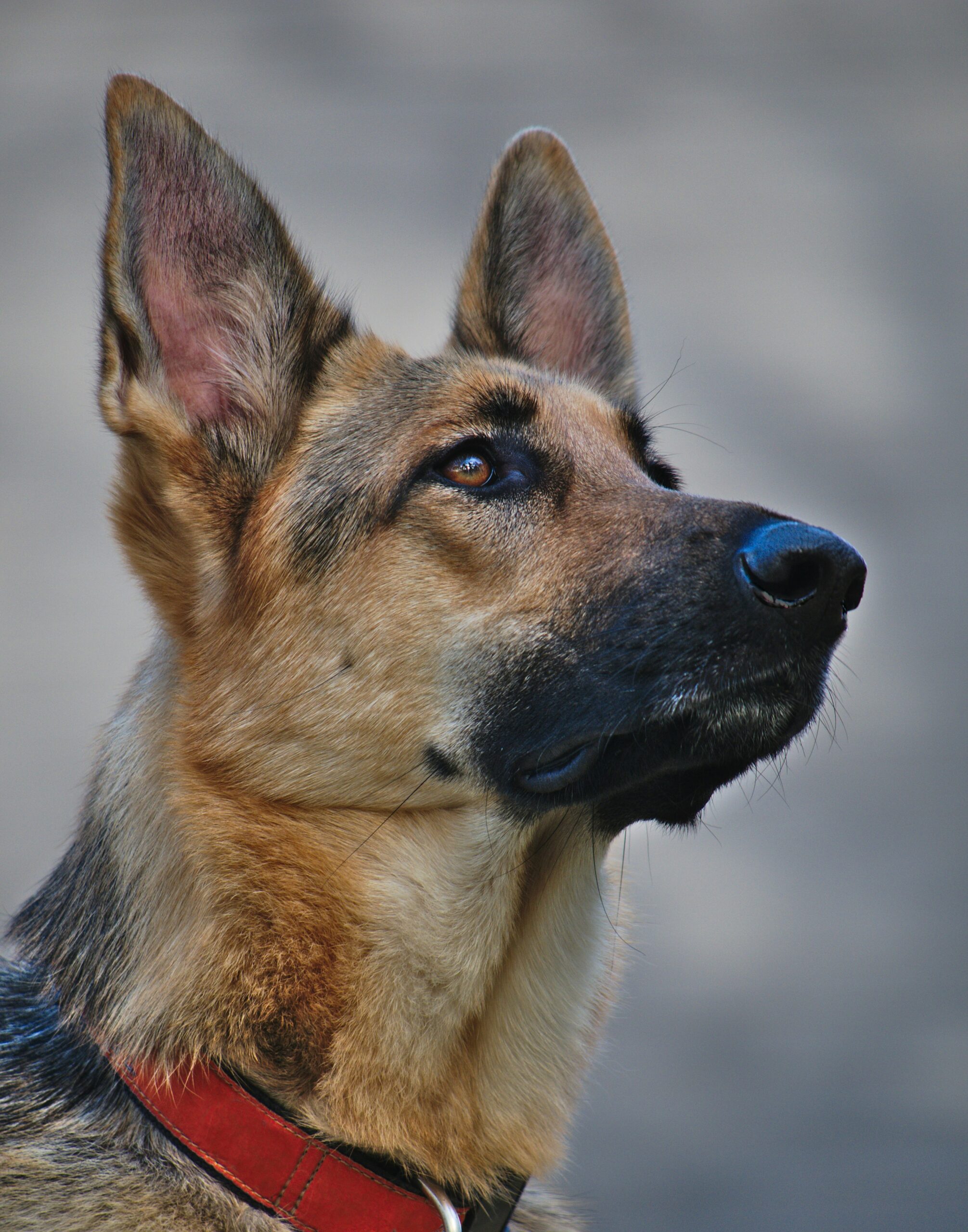 Close-up portrait of a German Shepherd with alert ears and a red collar against a blurred background.