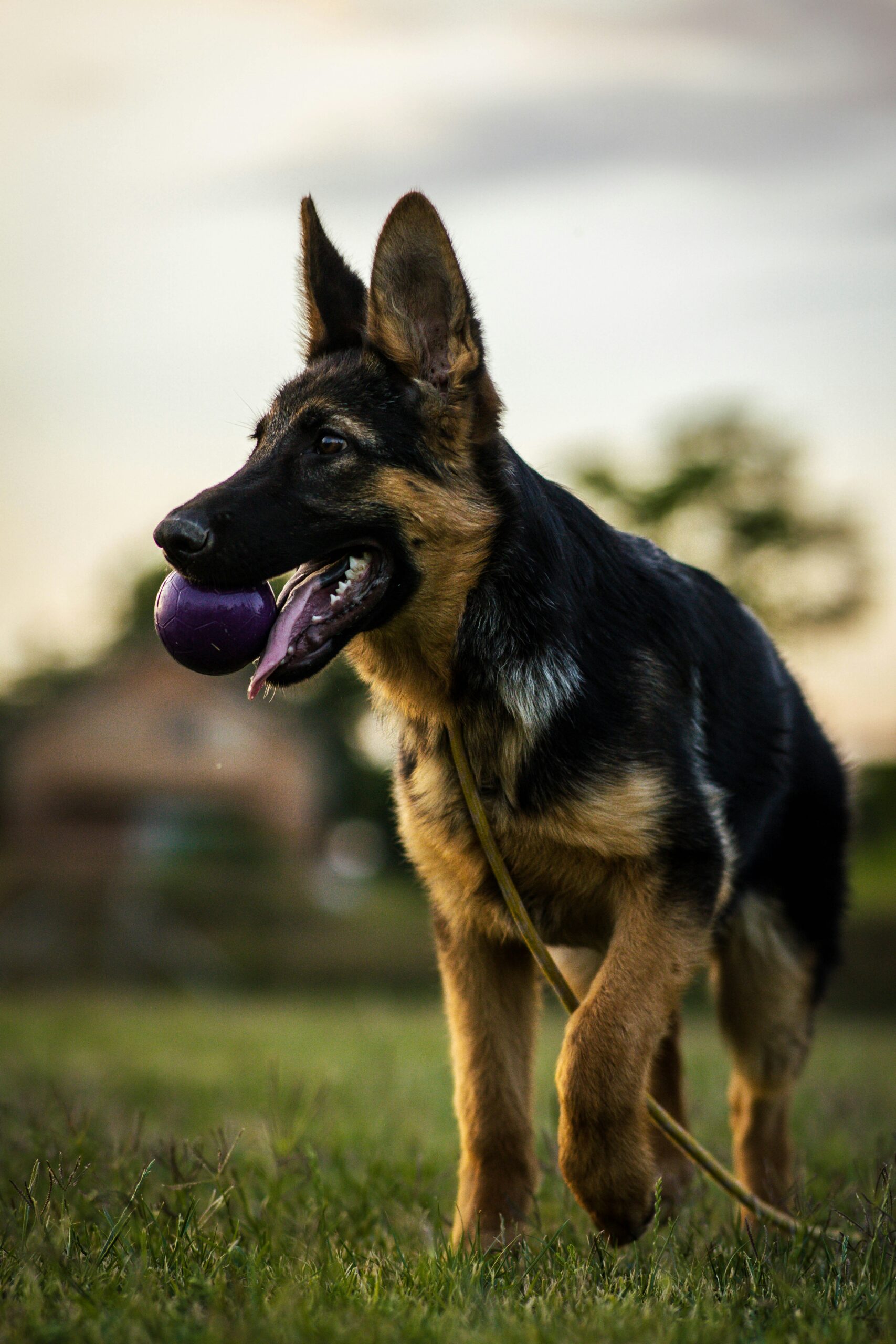Young German Shepherd holding a purple ball in its mouth while standing on grass during sunset.