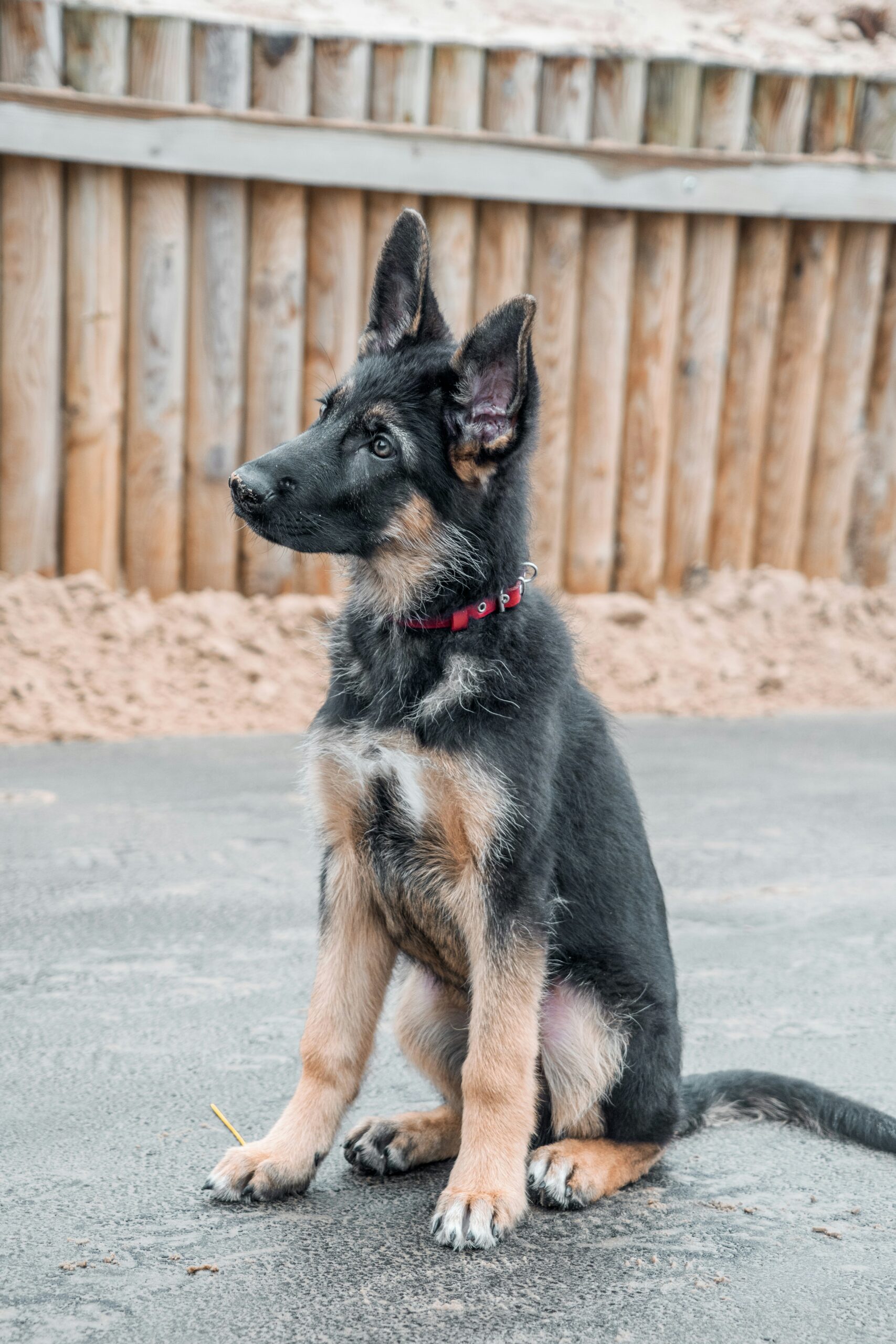 German Shepherd puppy sitting attentively on a paved surface in front of a wooden fence.