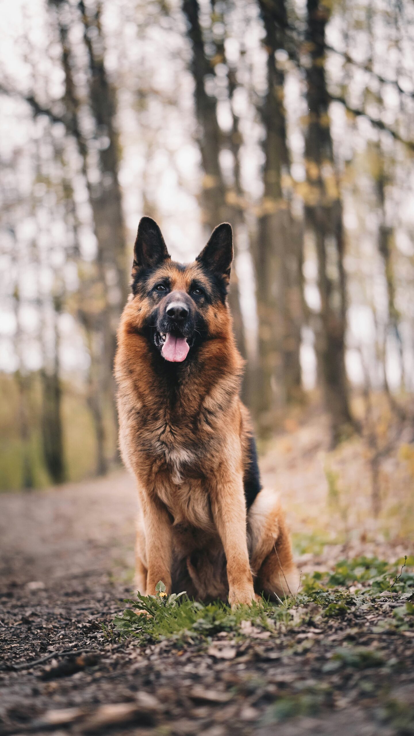 German Shepherd with a thick coat sitting on a forest trail surrounded by autumn trees.