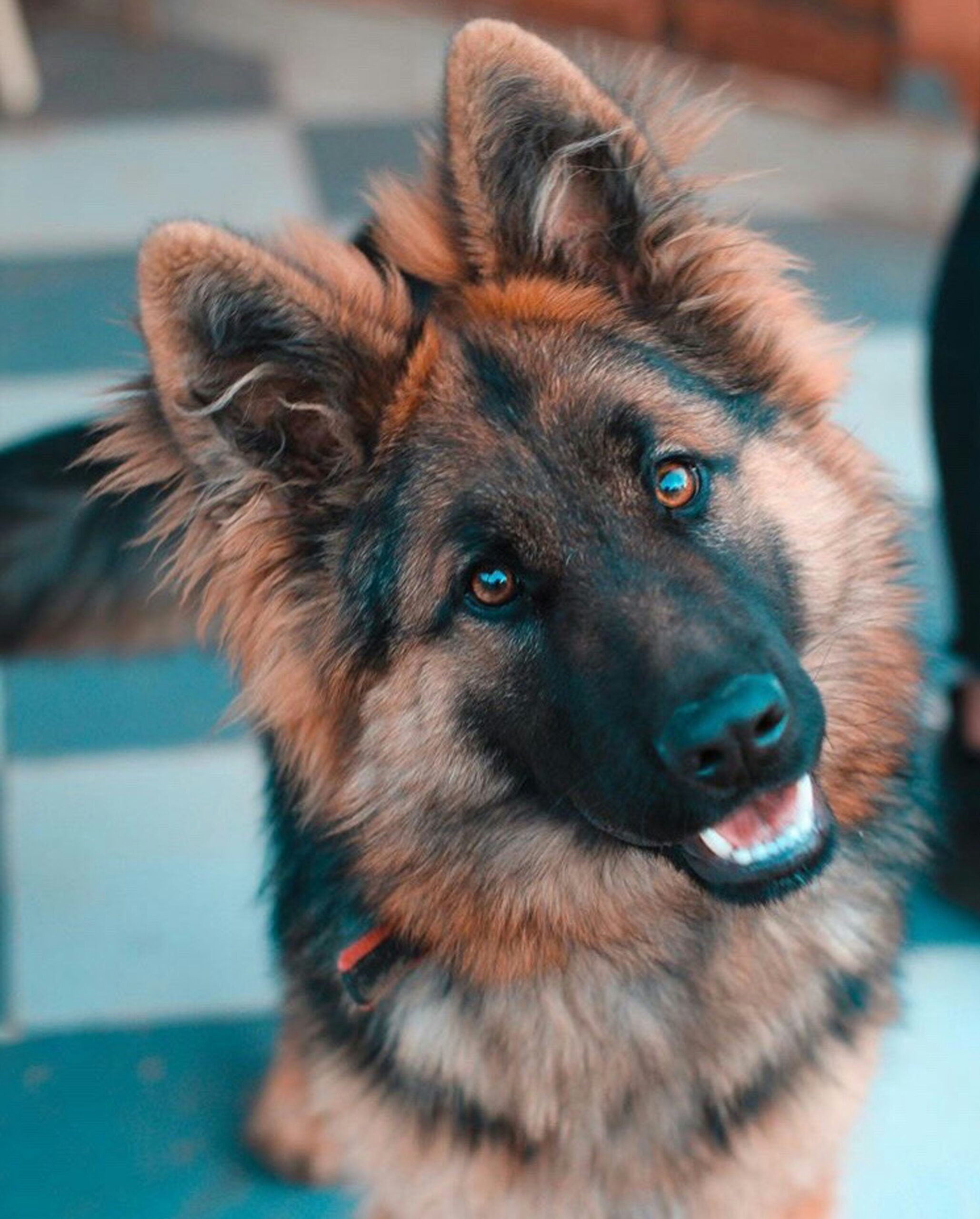 Fluffy German Shepherd with blue eyes and a curious expression, tilting its head slightly.