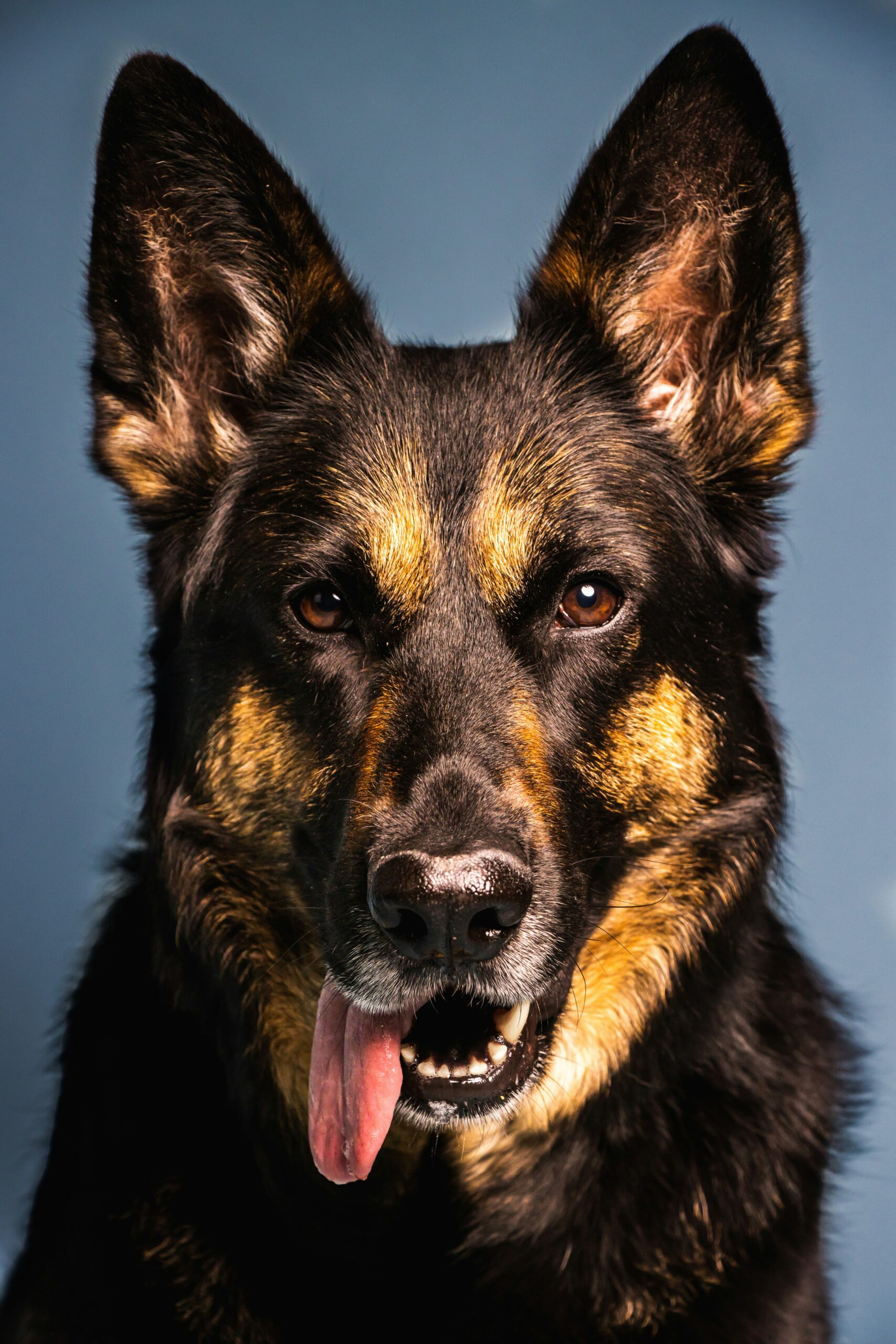 Close-up of a black and tan German Shepherd with tongue out and expressive brown eyes in studio lighting.