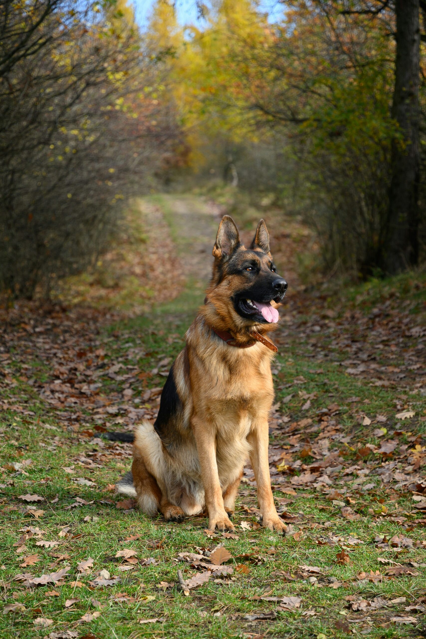 German Shepherd sitting in a forest during fall with colorful leaves on the ground and trees in the background.