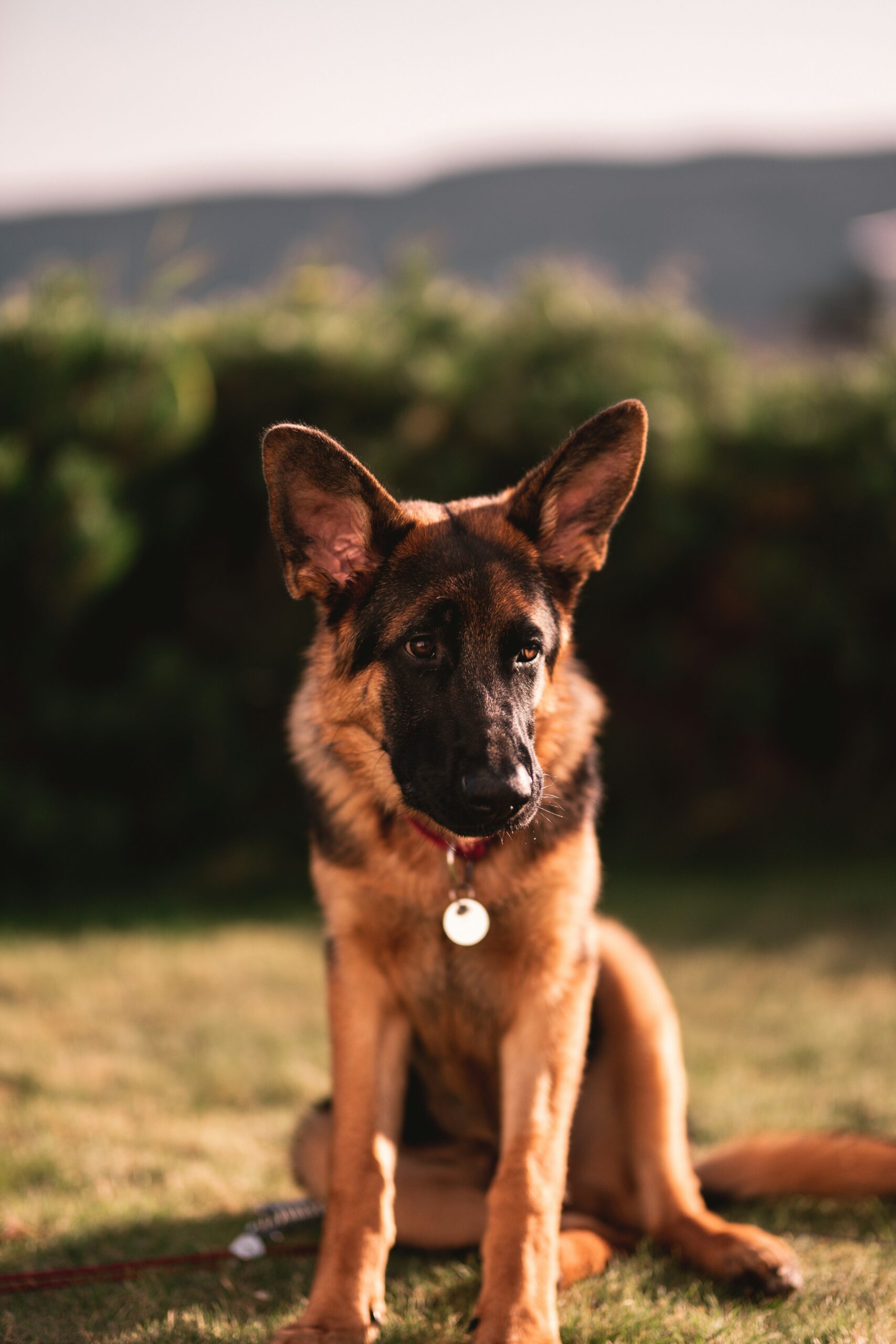 Young German shepherd sitting on lawn with mountains in background.