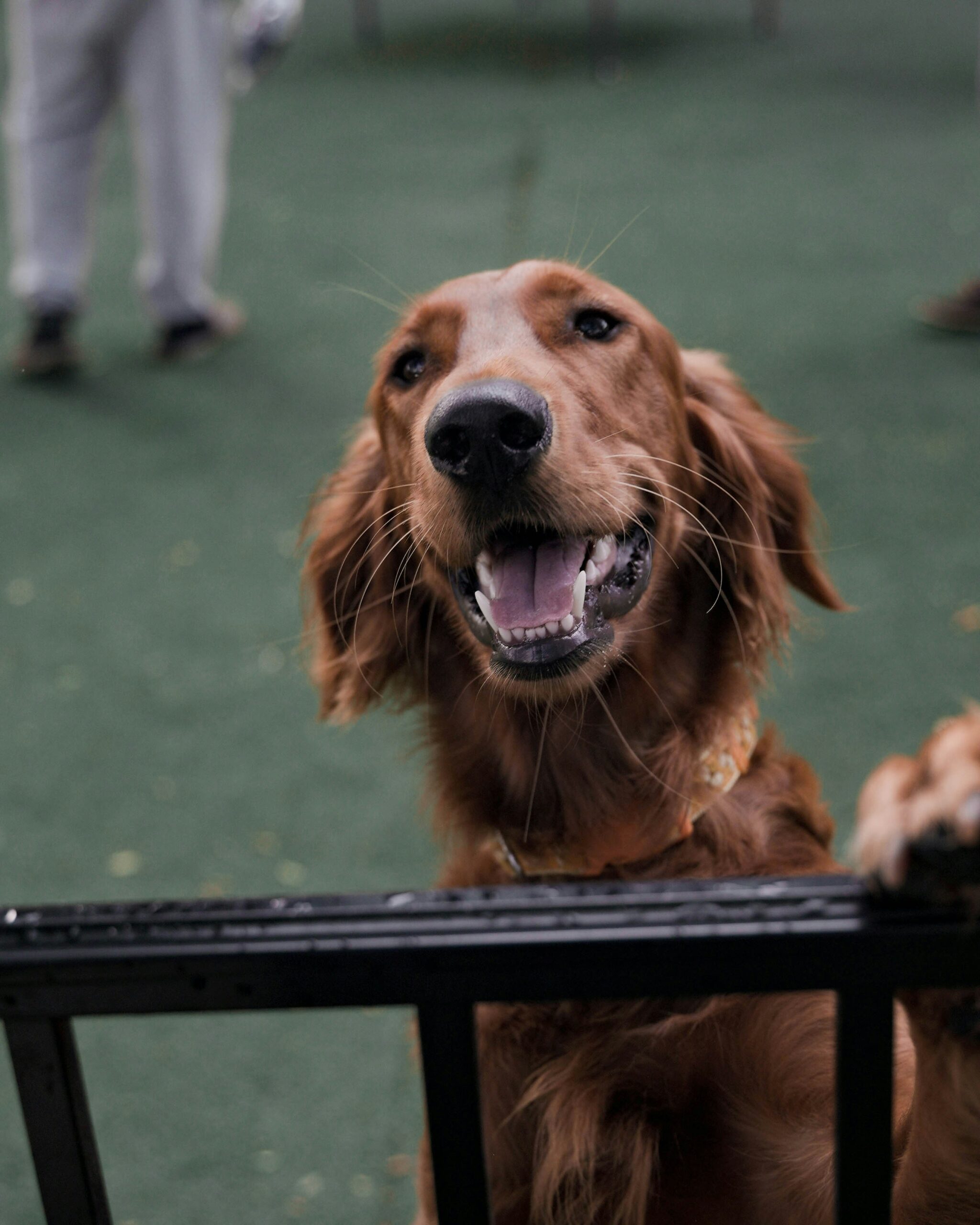 Golden Retriever standing happily behind a black fence at a park, smiling brightly