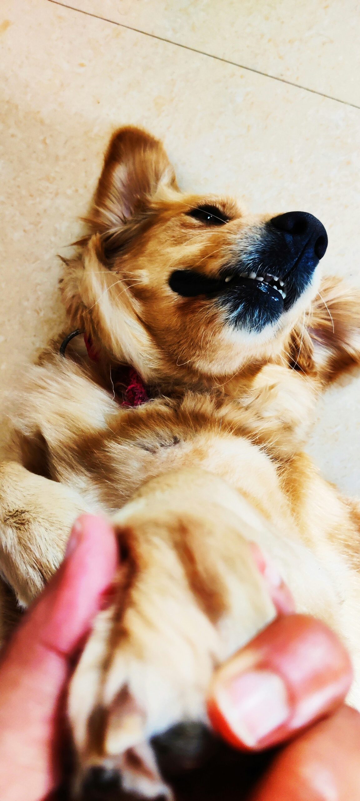 Golden Retriever lying on the floor, playfully holding a human hand with a relaxed expression