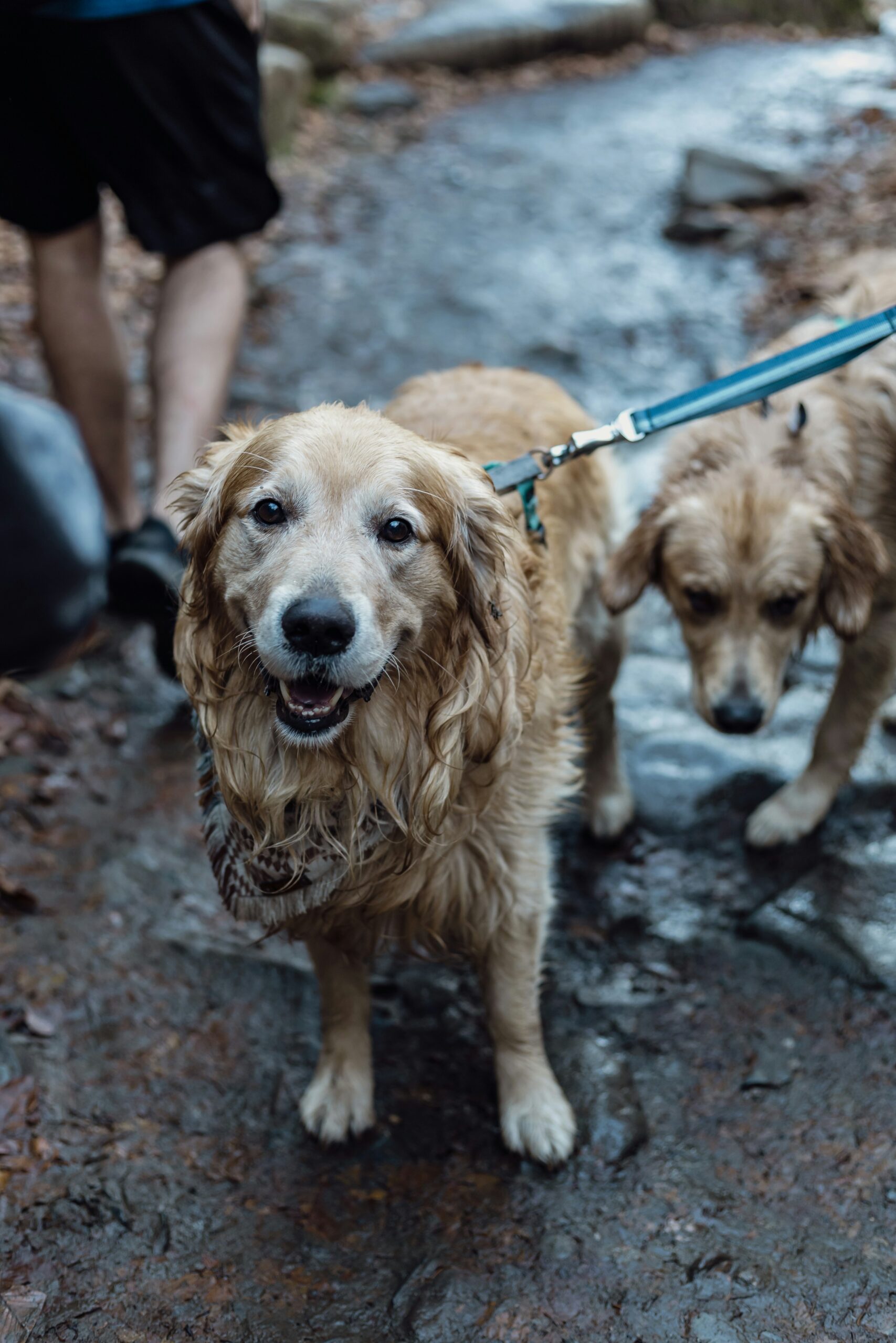 Wet Golden Retriever smiling on a hiking trail with another dog in the background