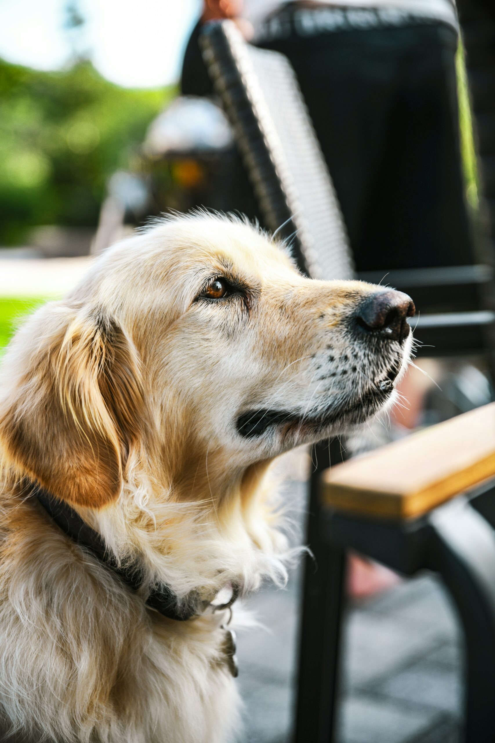 Golden Retriever sitting outdoors, looking upward with sunlight highlighting its fur