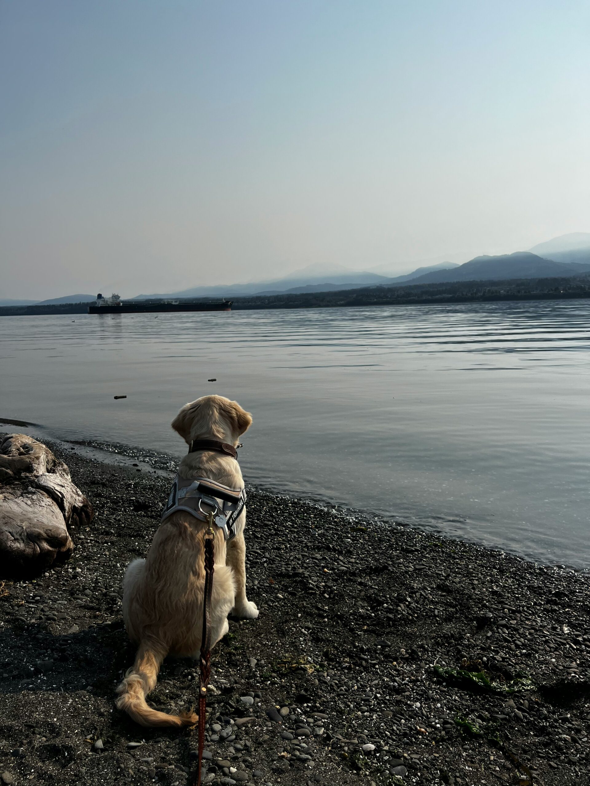 Golden Retriever sitting on a rocky beach, gazing at the calm sea and distant mountains