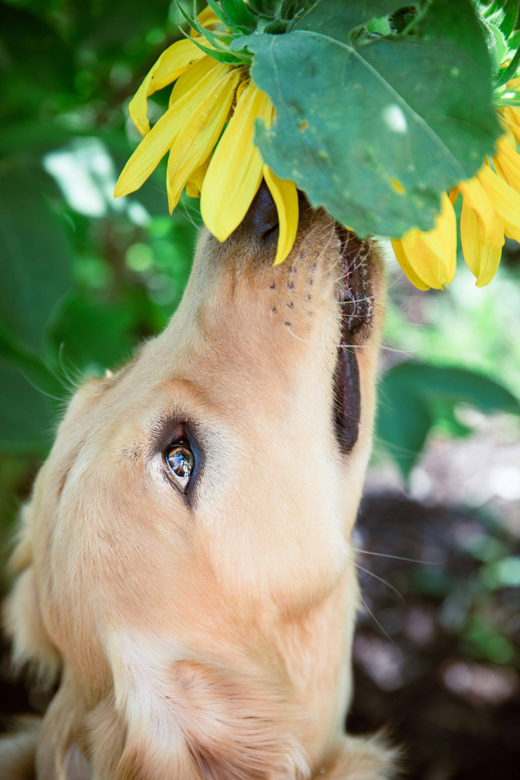 Golden Retriever sniffing a bright yellow sunflower in a lush garden