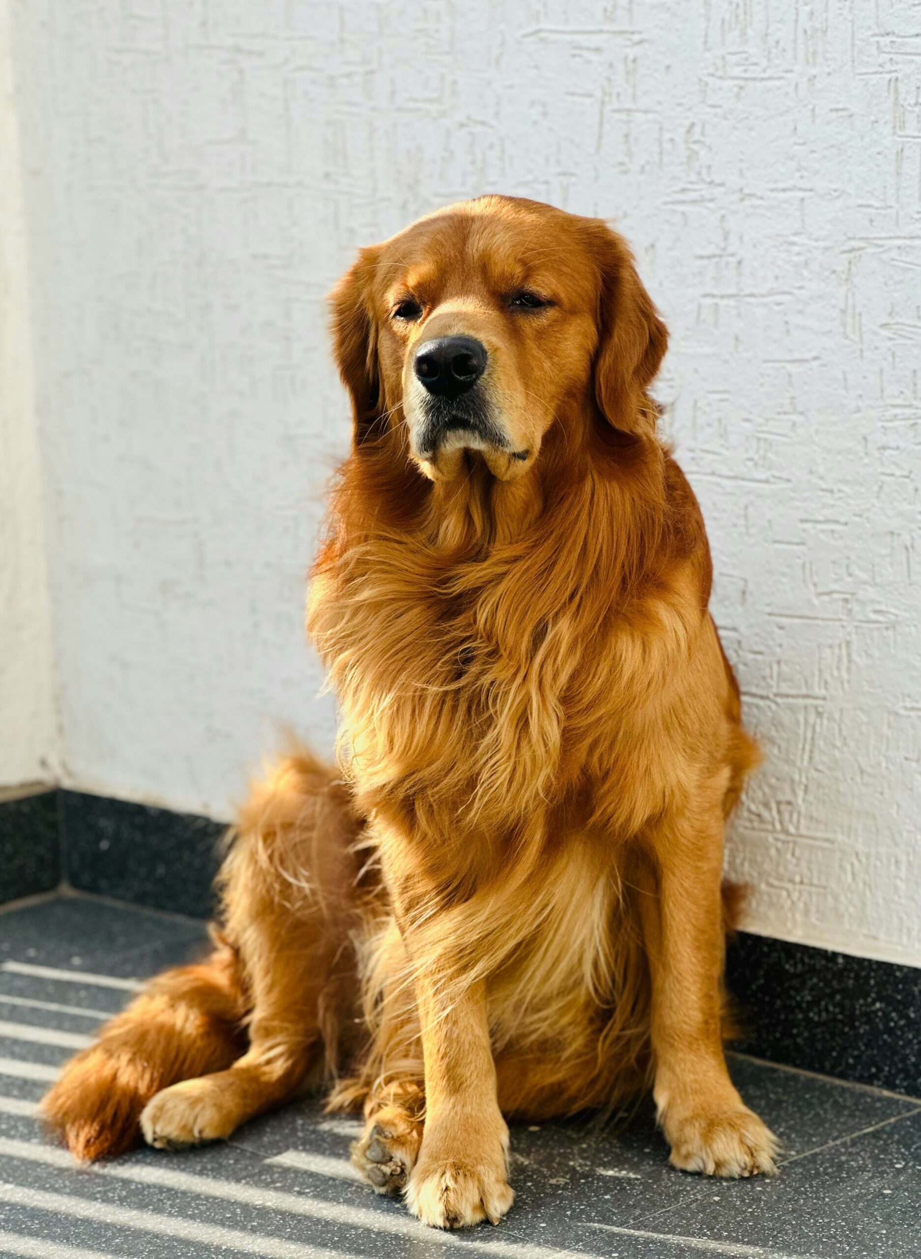 Golden Retriever sitting on a terrace in the sunlight, with a serious and regal pose