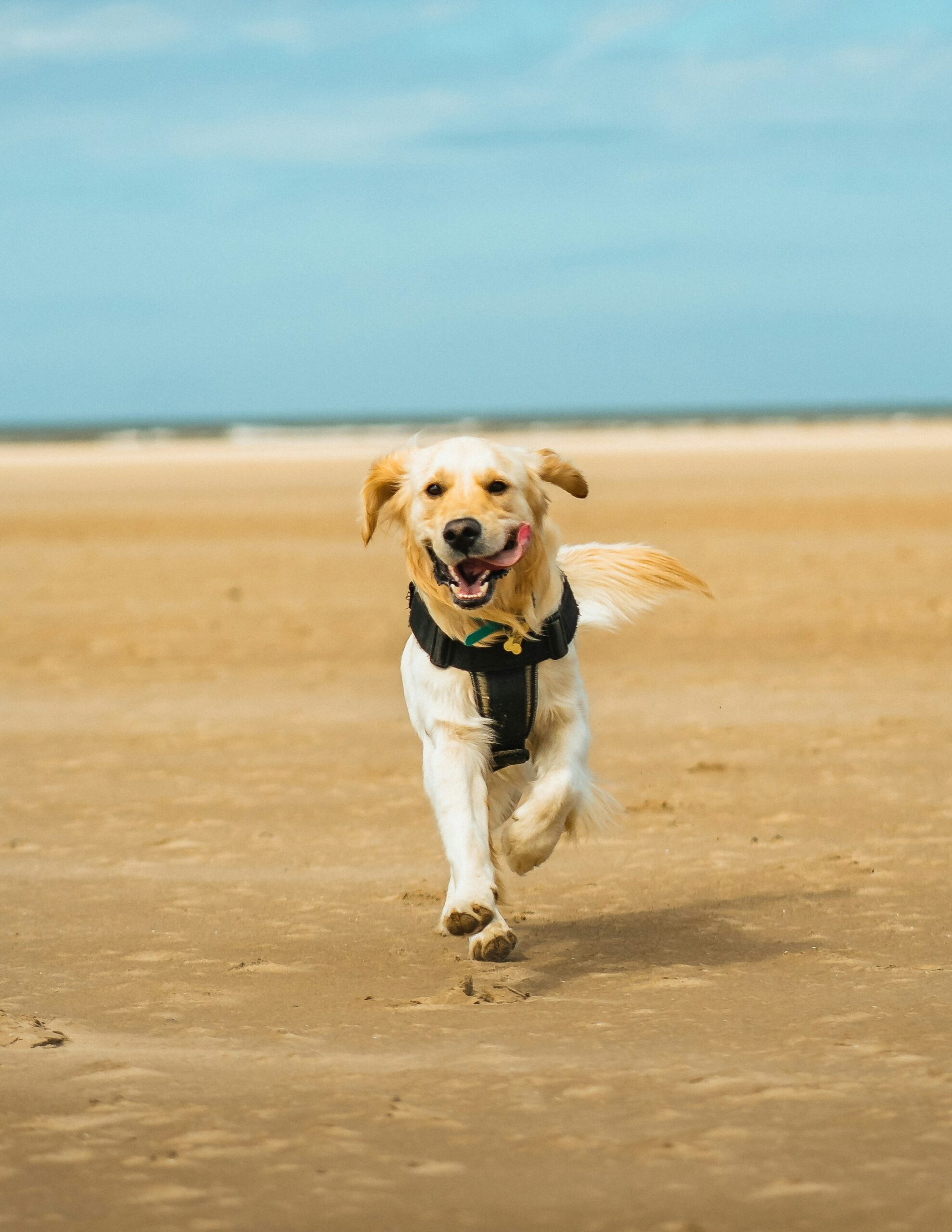 Golden Retriever running happily on a sandy beach with a blue sky in the background