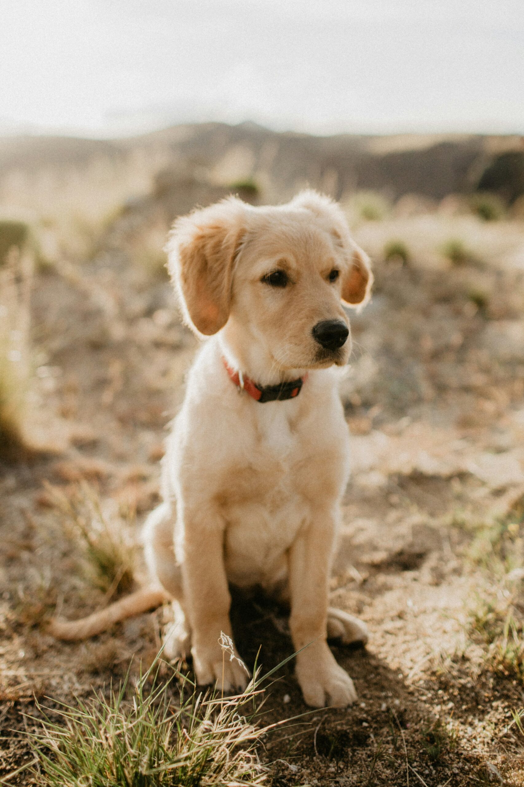 Golden Retriever puppy sitting on dry grass in a field with soft sunlight