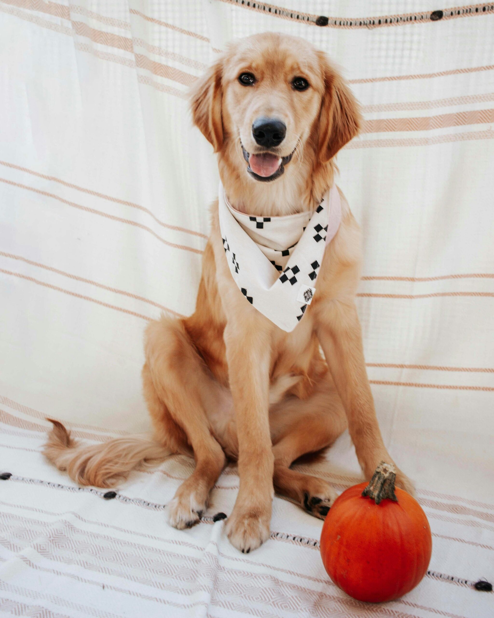 Golden Retriever sitting indoors on a blanket, posing with a small orange pumpkin