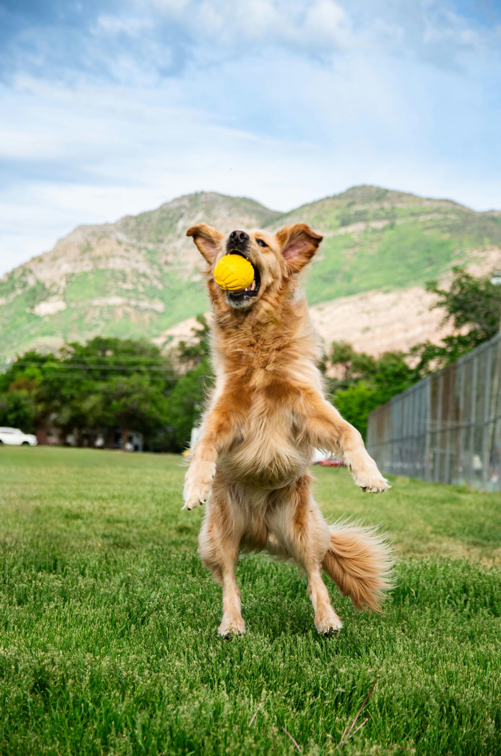 Golden Retriever mid-jump catching a yellow ball in a green park with mountains in the background.