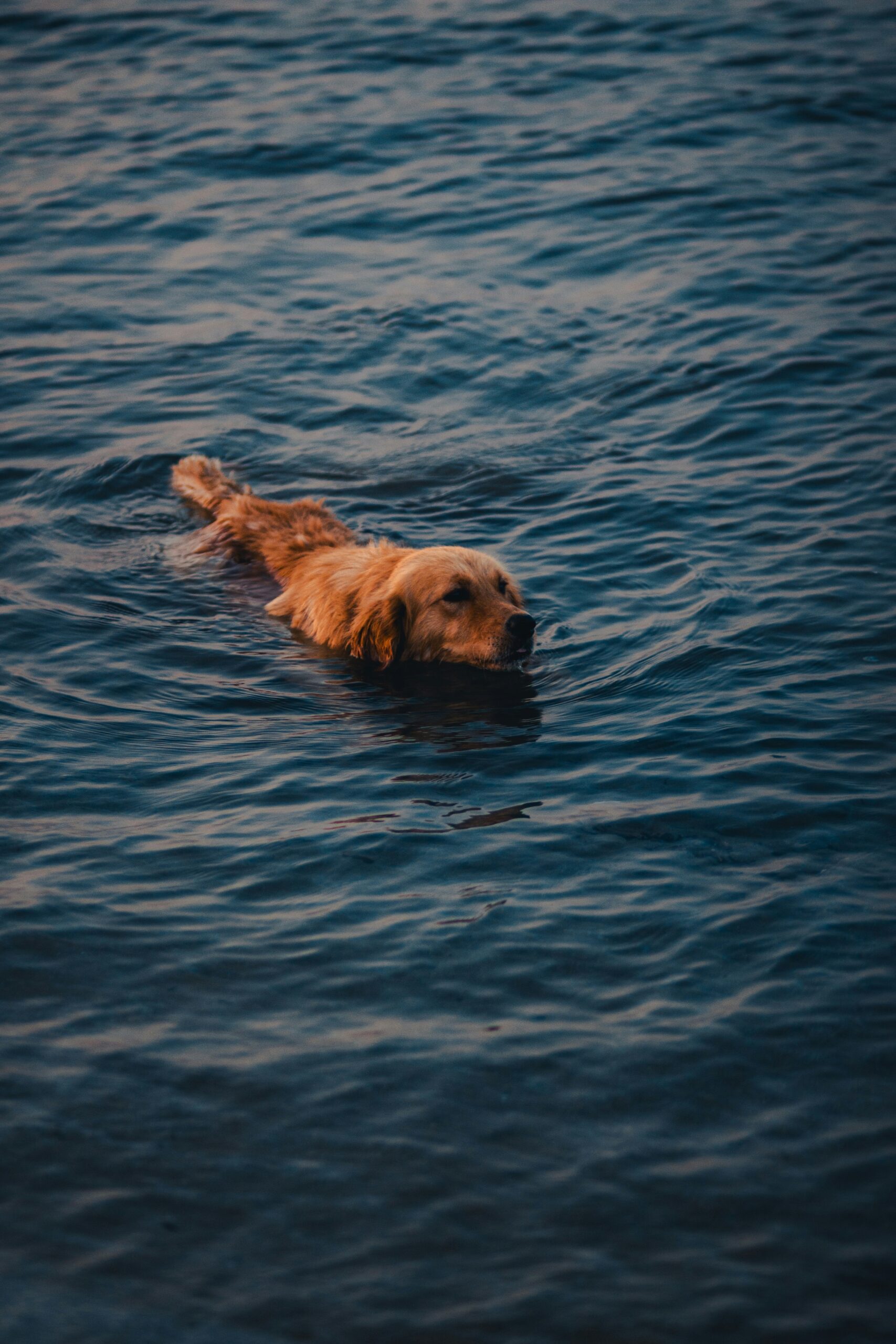 Golden Retriever swimming confidently in deep blue water during sunset