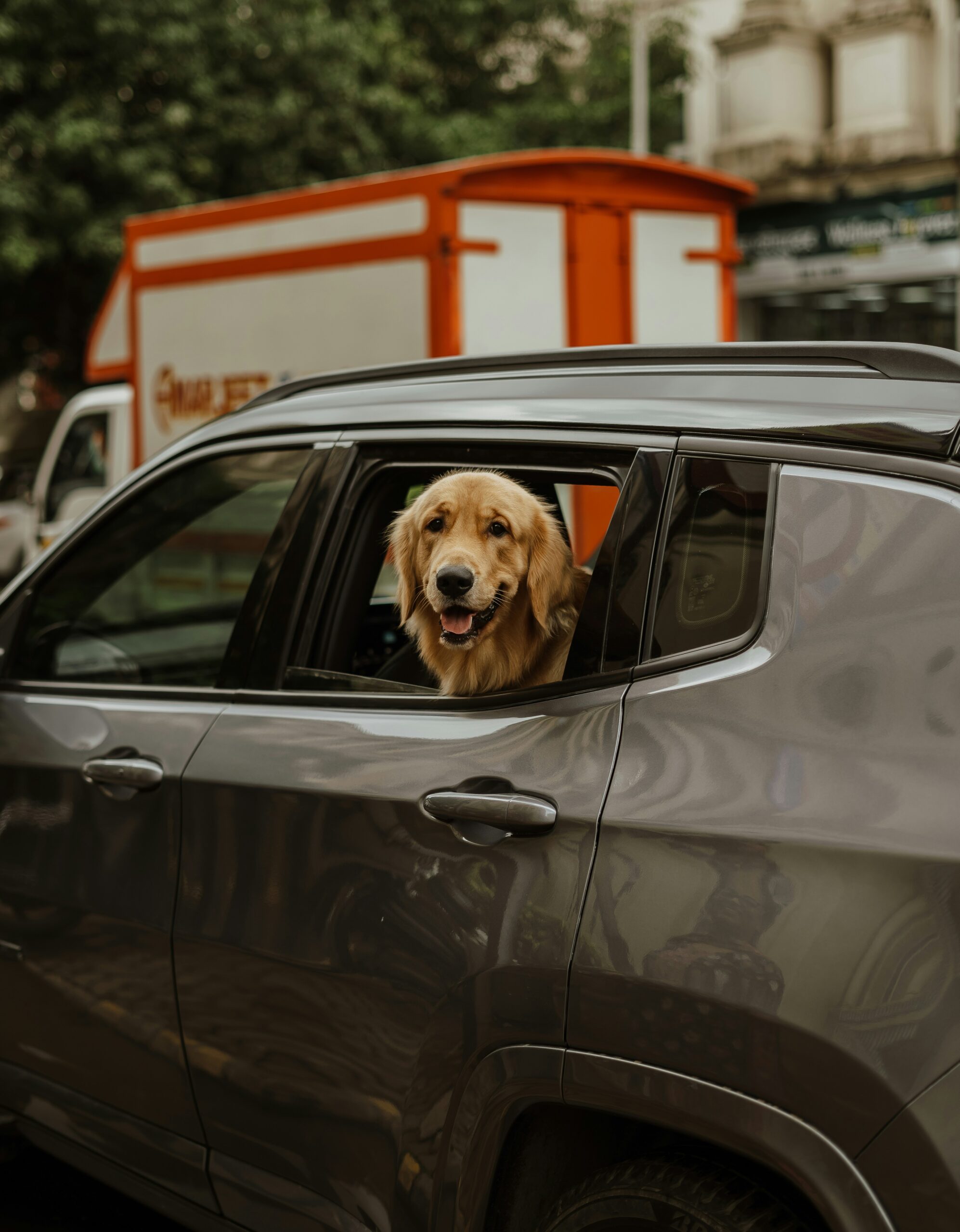 Golden Retriever poking head out of car window, smiling during a drive in the city