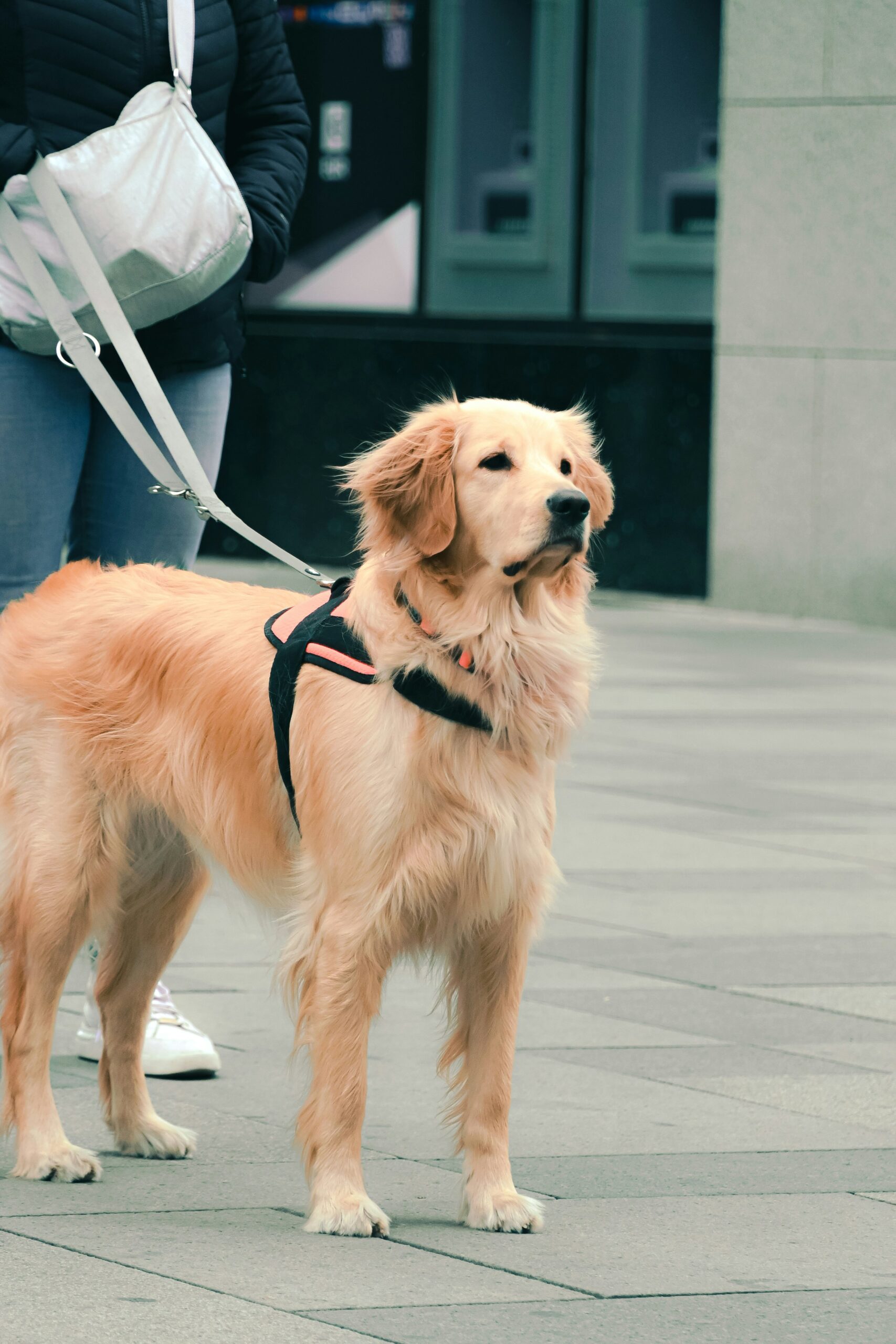 Golden Retriever standing alert on a sidewalk, wearing a black harness