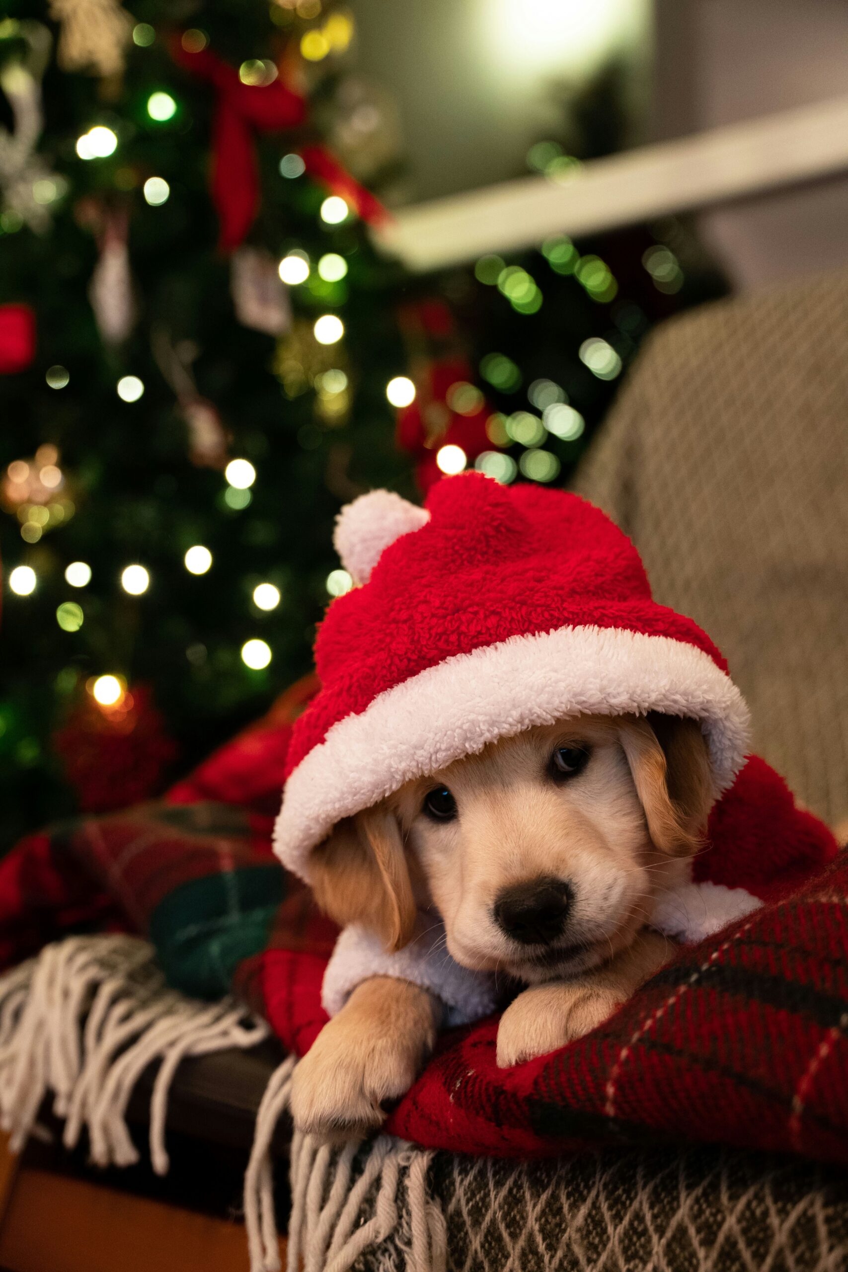 Golden Retriever puppy in a red Santa hat lying on a blanket near a Christmas tree