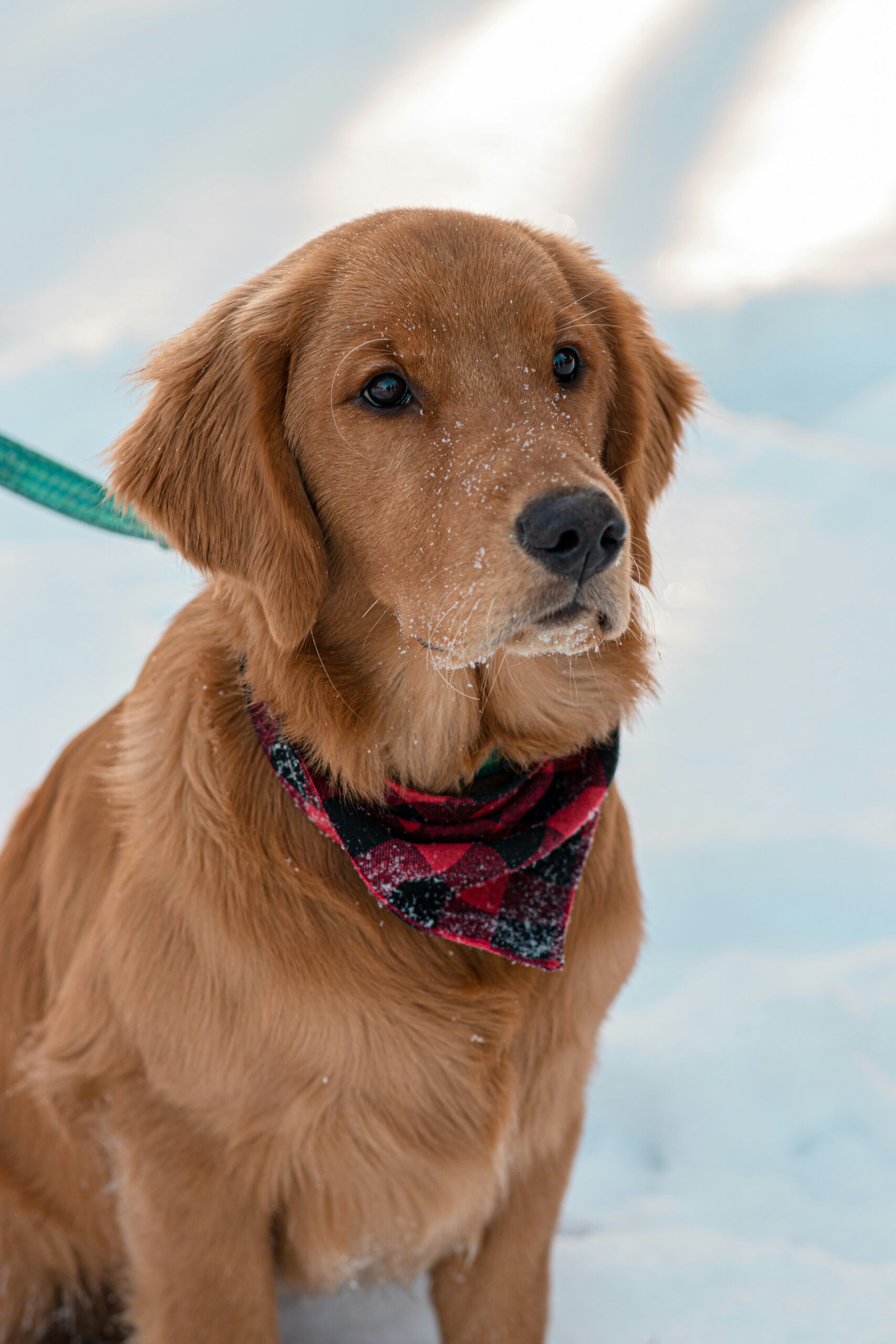 Golden Retriever wearing a red and black plaid bandana, sitting in the snow with snowflakes on face