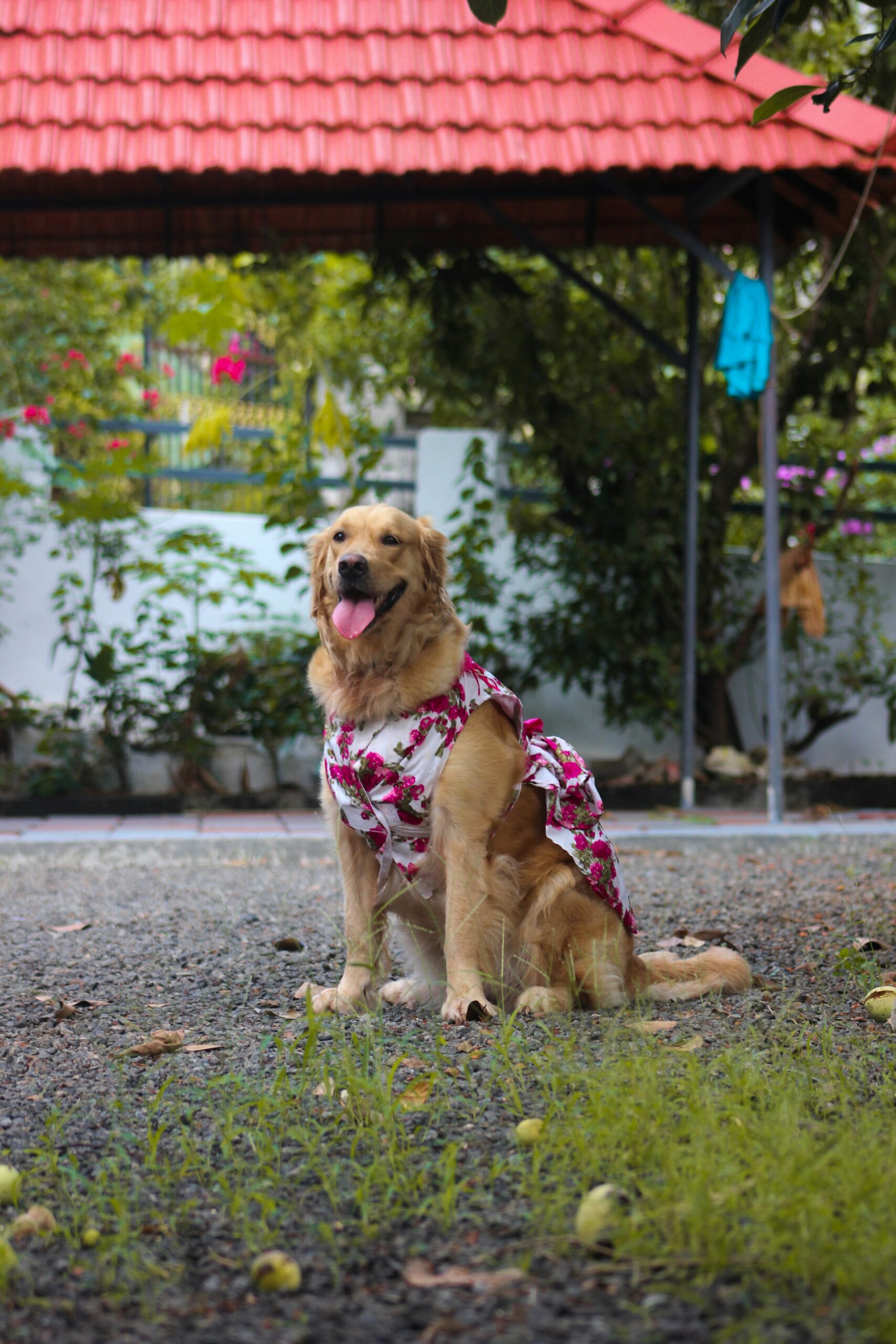 Golden Retriever wearing a floral dress, sitting outdoors on a gravel path