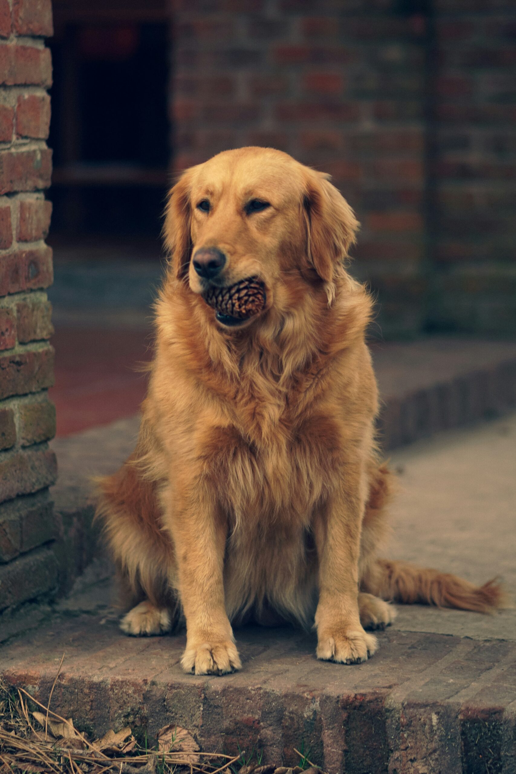 Golden Retriever sitting on brick steps, holding a pine cone in mouth, brick wall background