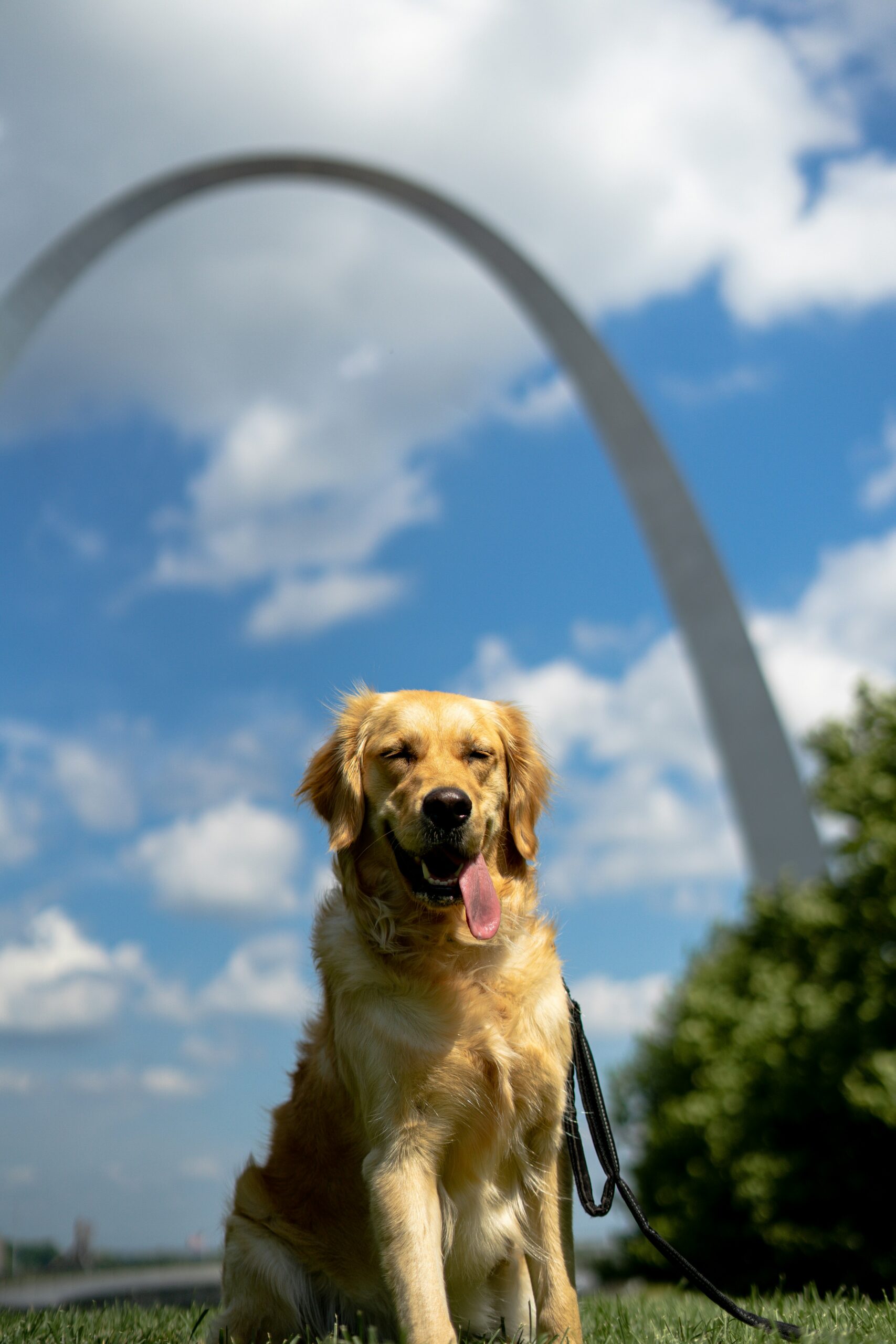 Golden Retriever sitting on green grass with St. Louis Gateway Arch in the background