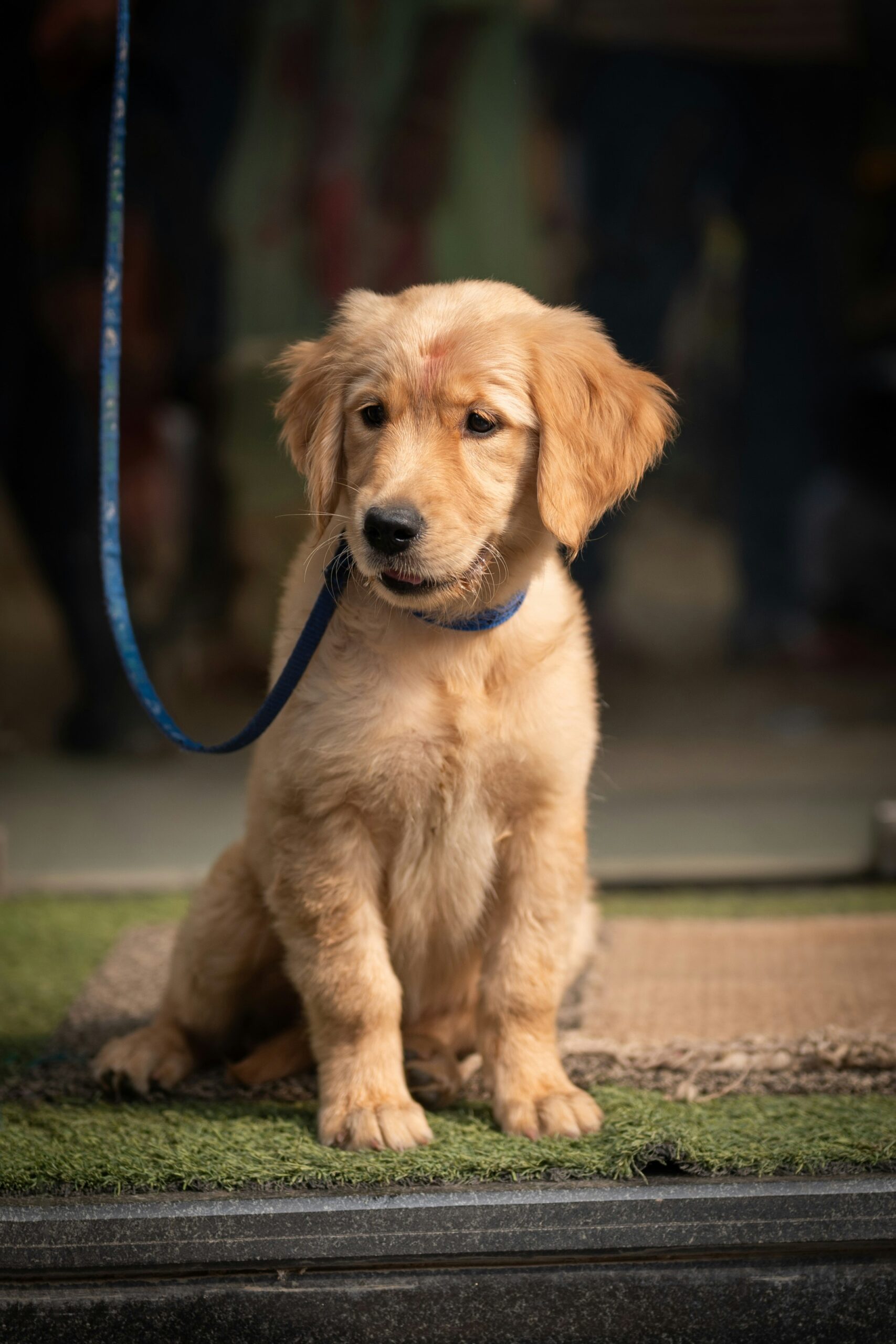 Golden Retriever puppy sitting on a doormat, wearing a blue leash, looking curious