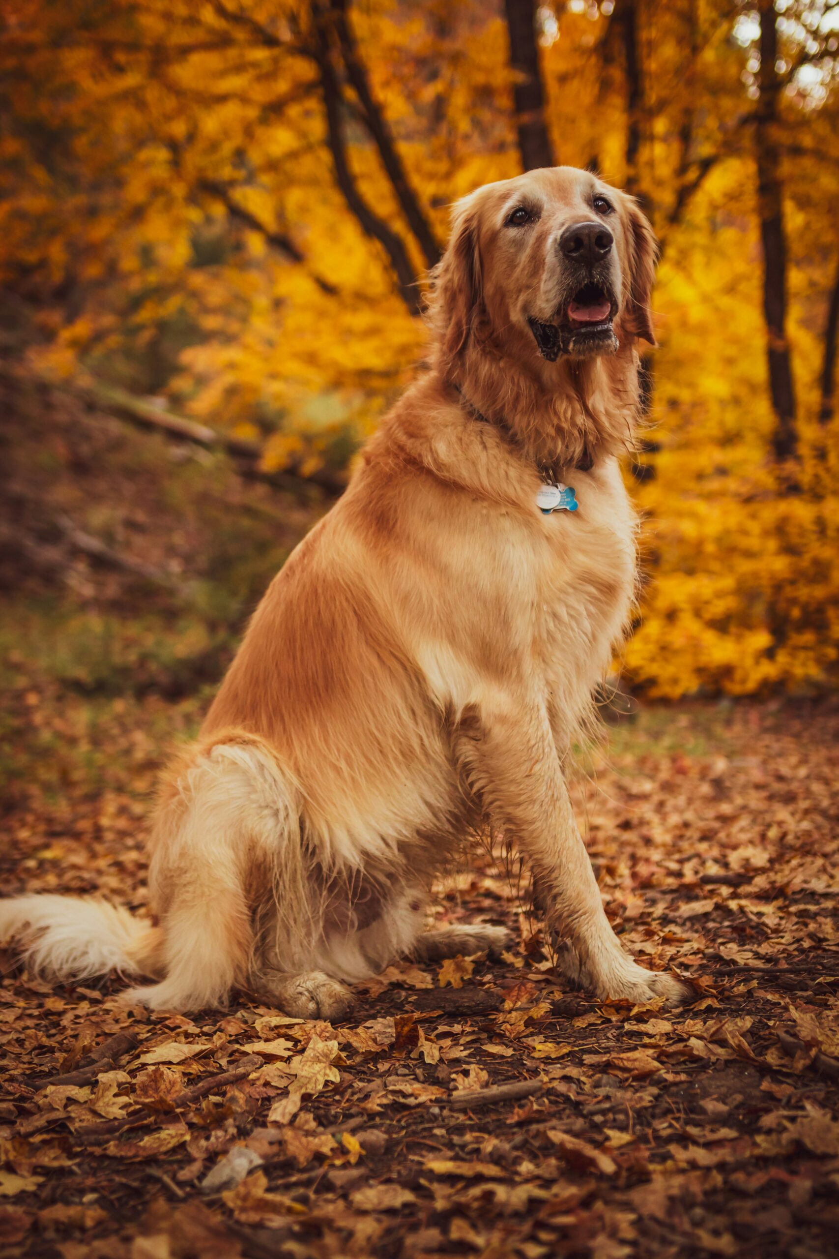 Golden Retriever sitting among colorful autumn leaves in a forest, looking happy