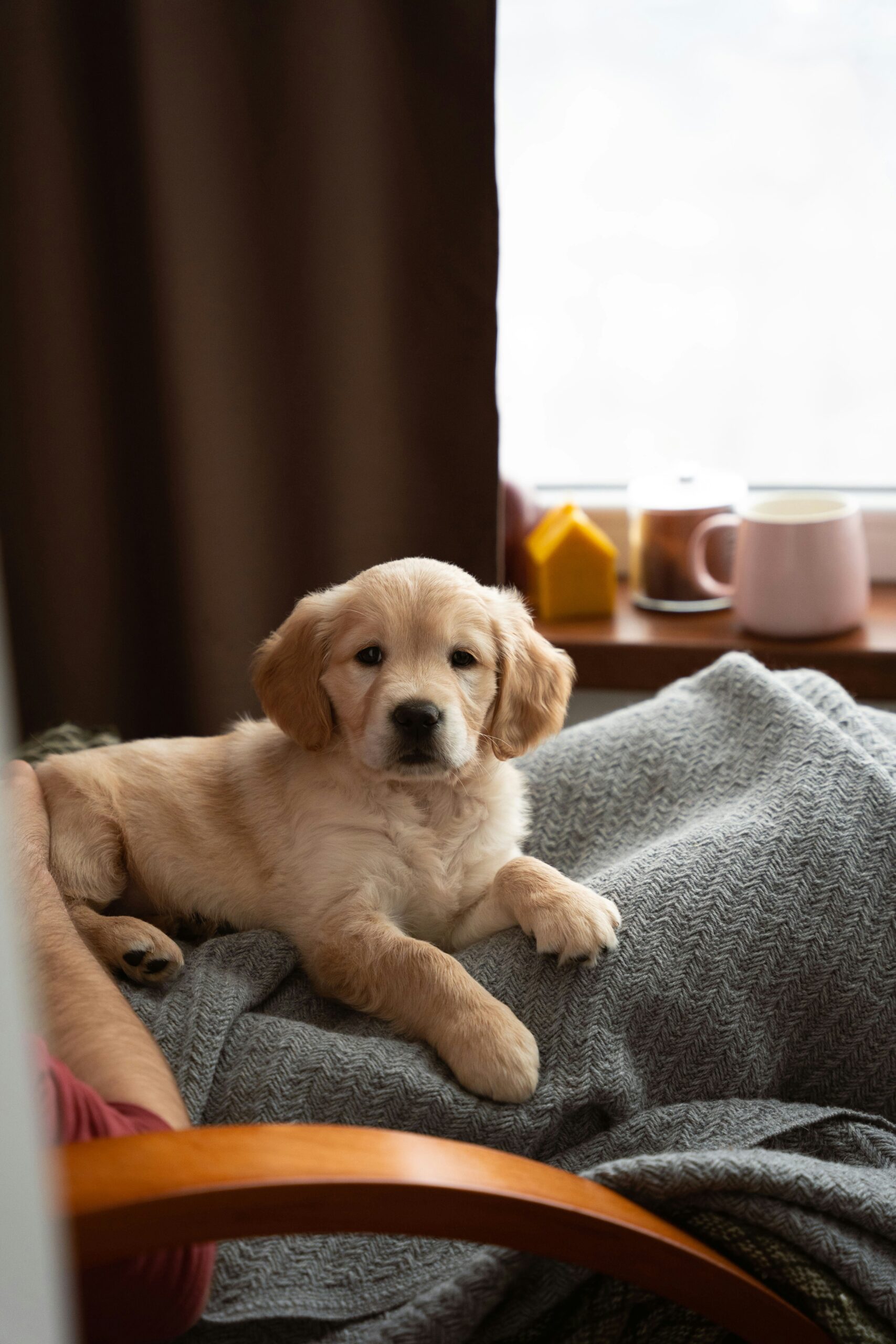Golden retriever puppy lying on cozy gray blanket near window.