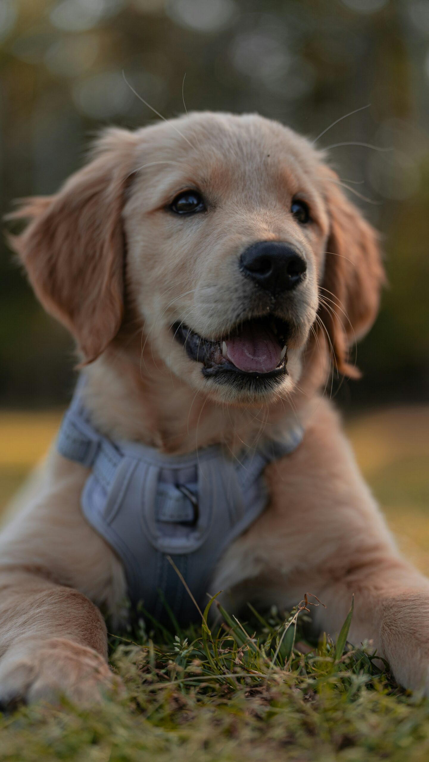 Golden retriever puppy lying on grass wearing a gray harness, close-up.