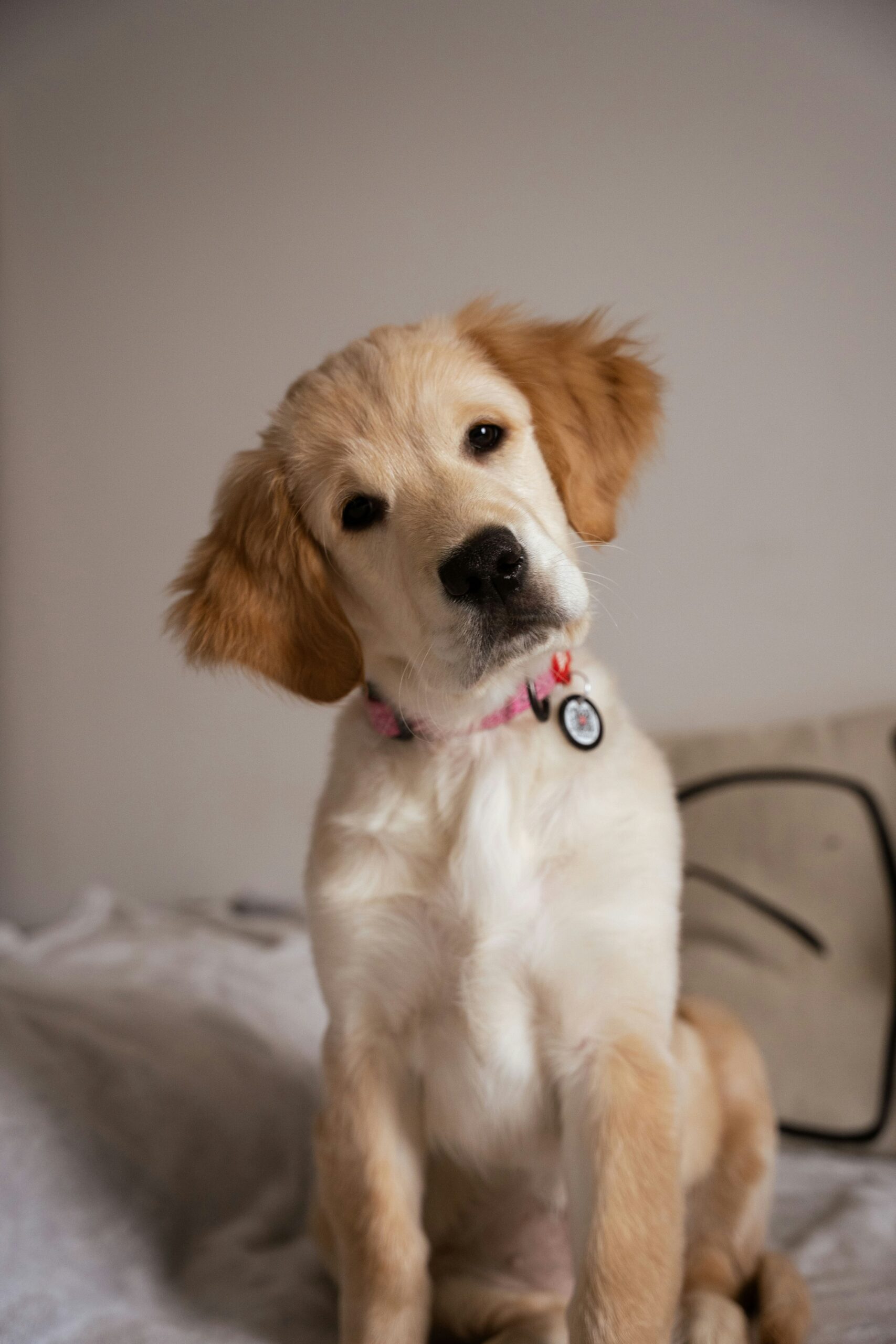 Golden retriever puppy sitting indoors with head tilted.