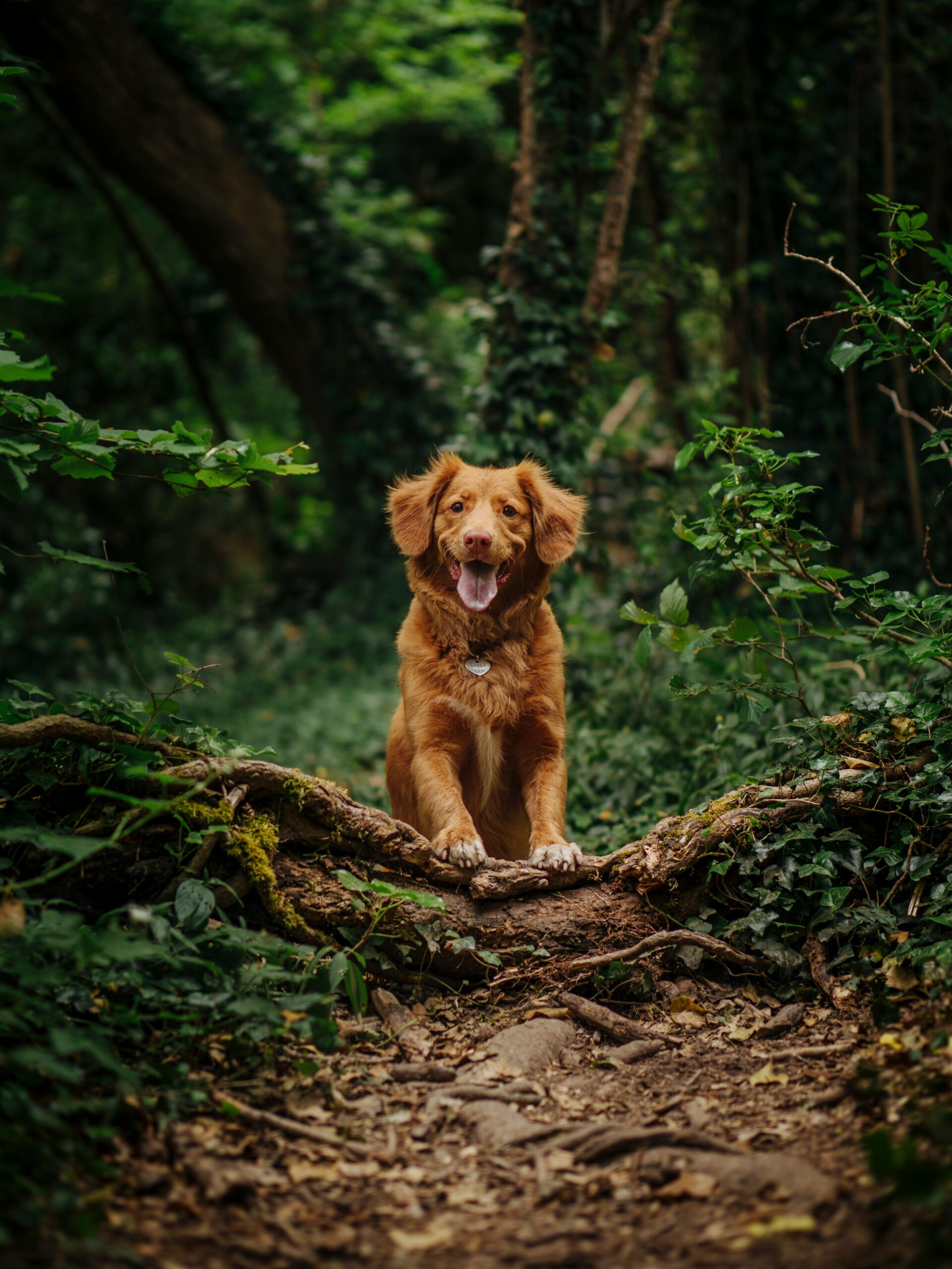 Golden retriever standing on forest trail surrounded by greenery.
