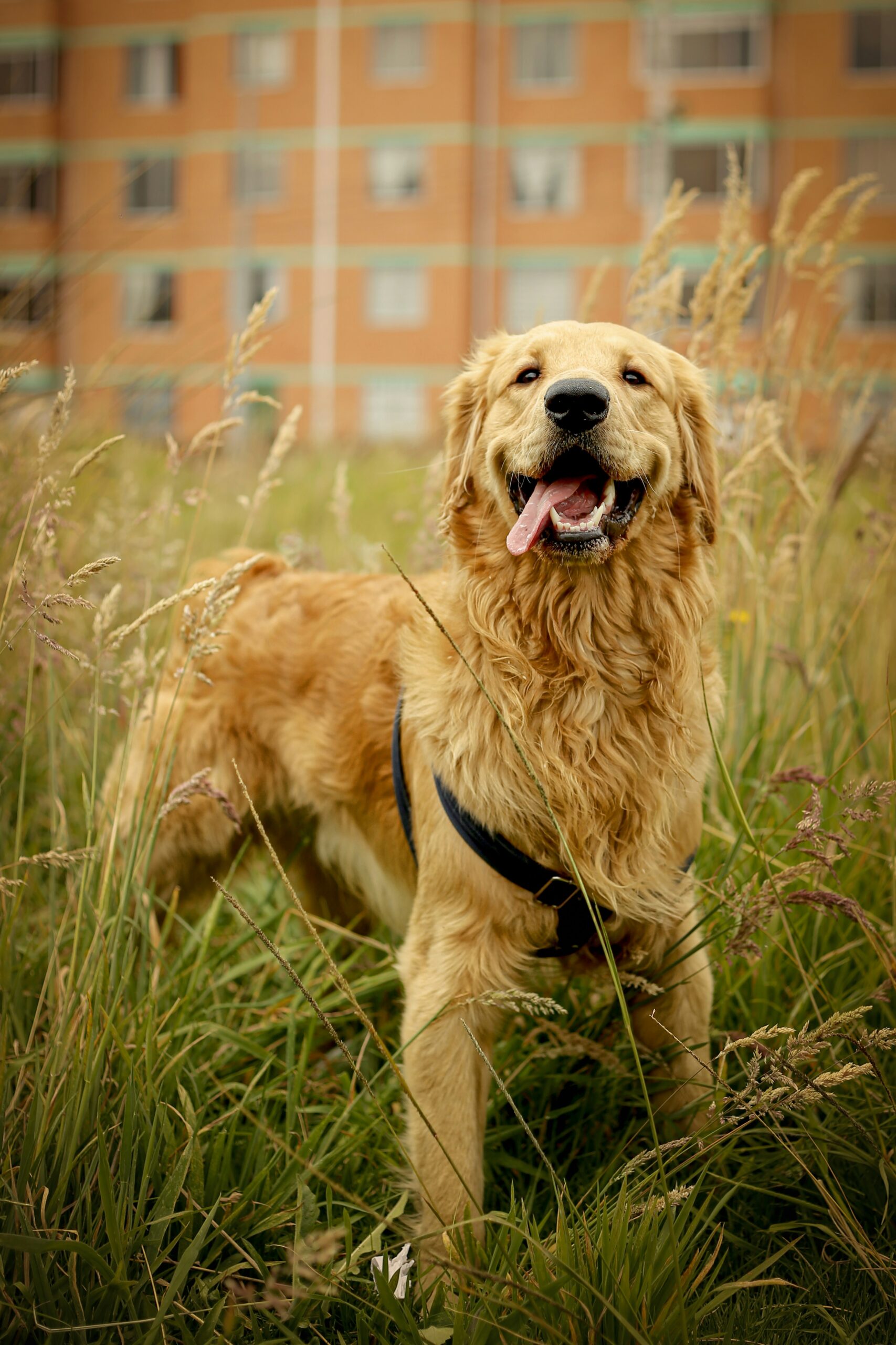 Golden retriever standing in tall grass with tongue out near buildings.