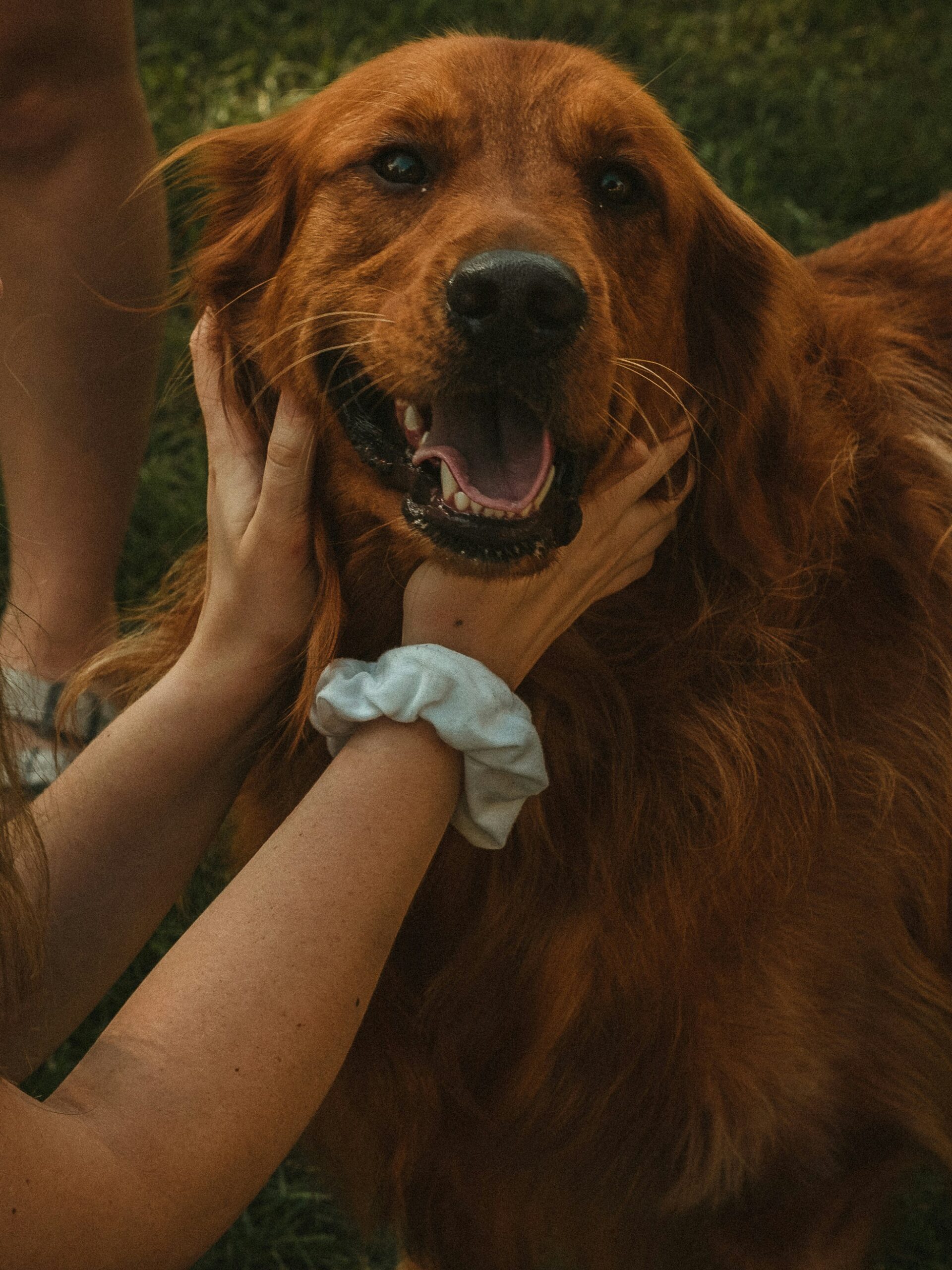 Golden Retriever being gently held, smiling with shiny red-golden fur