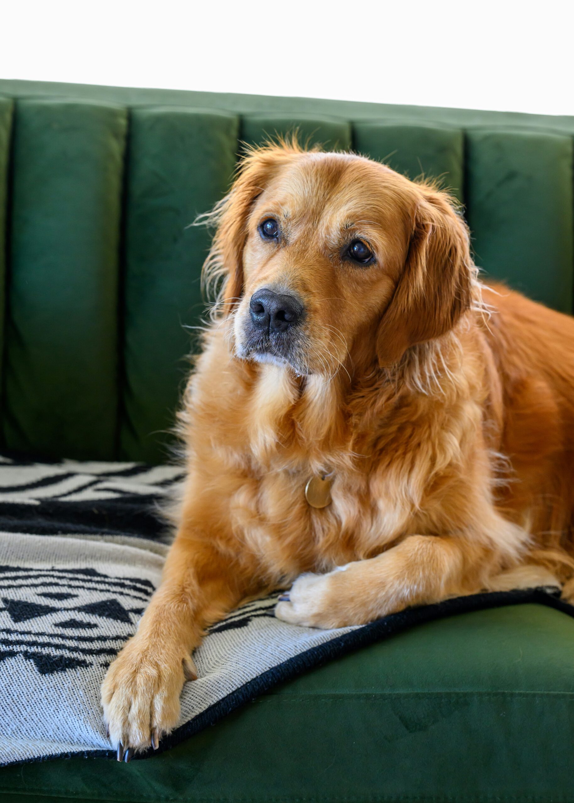Golden retriever lying on green couch with thoughtful expression.