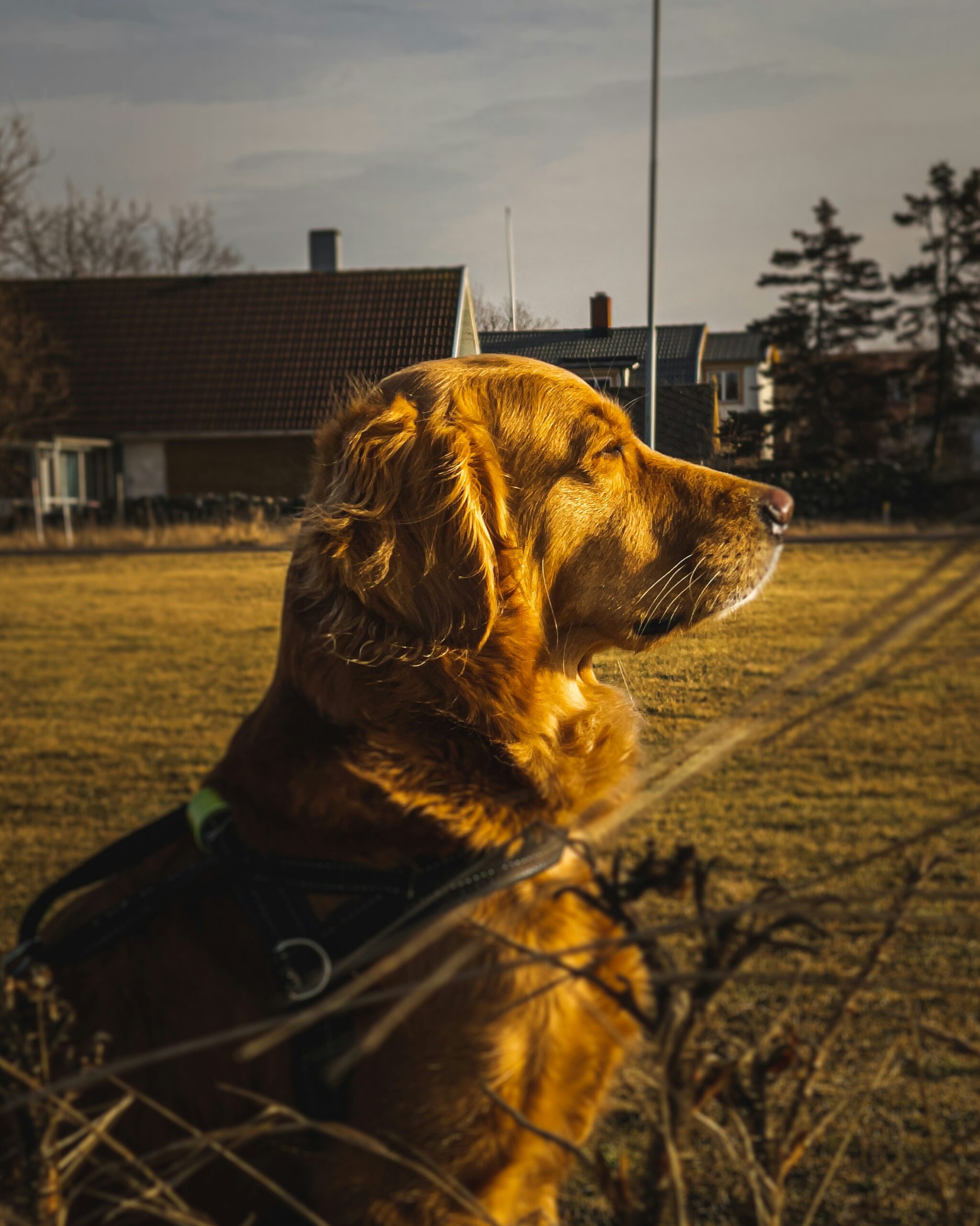 Golden retriever enjoying the sunset outdoors in a grassy field