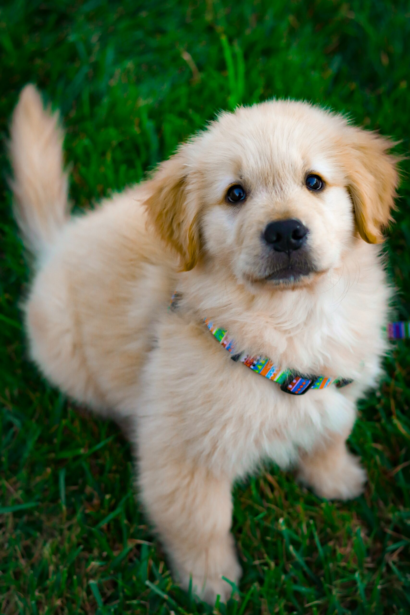 Golden retriever puppy sitting on green grass wearing a colorful harness
