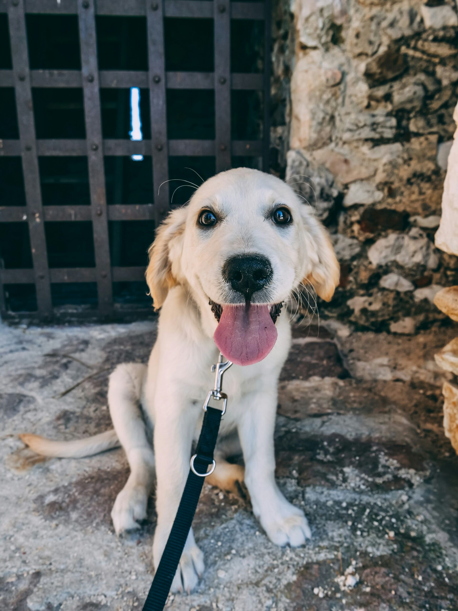 Happy golden retriever puppy sitting near a stone wall with tongue out