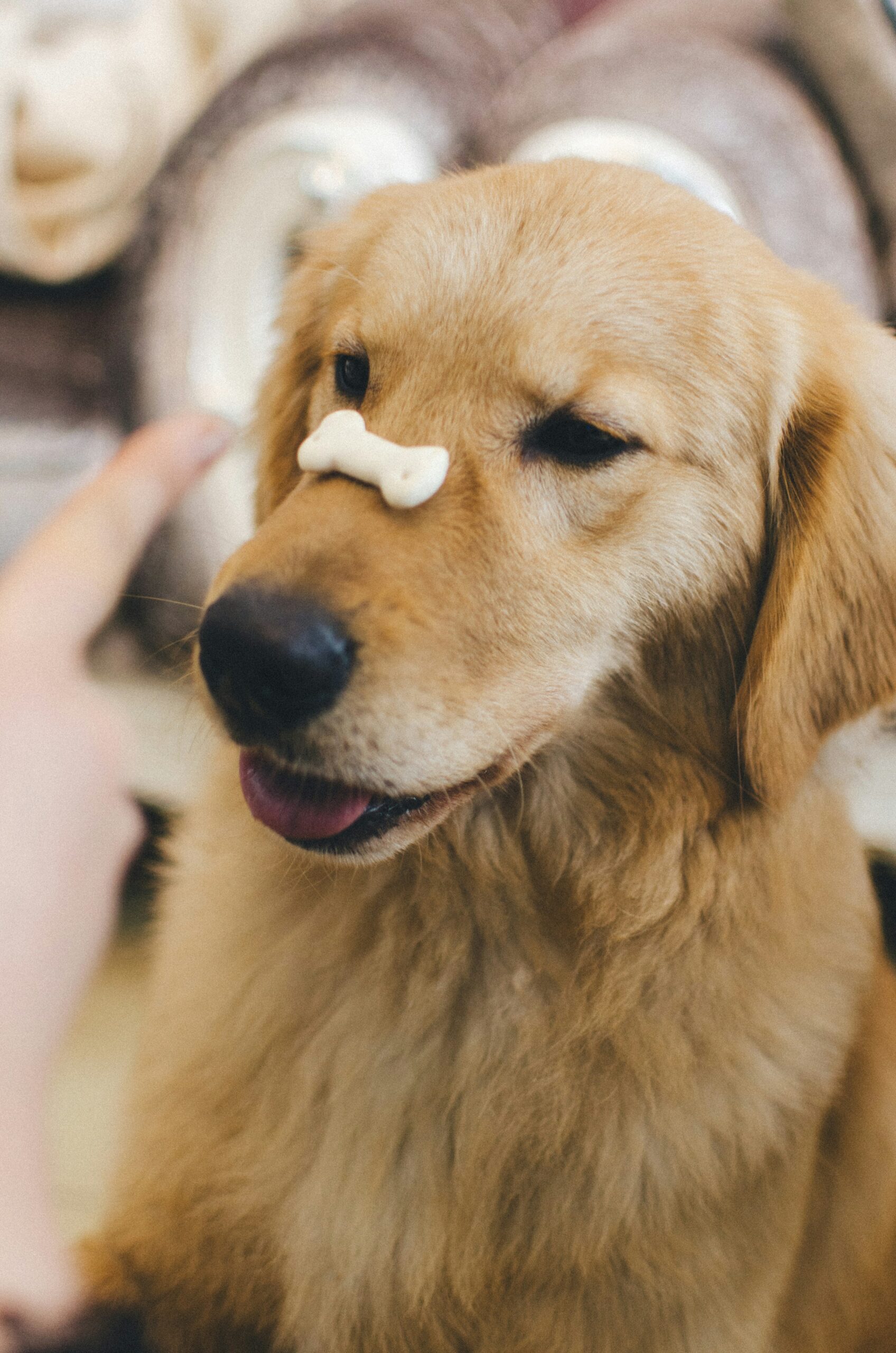 Golden retriever balancing a dog treat on its nose during training