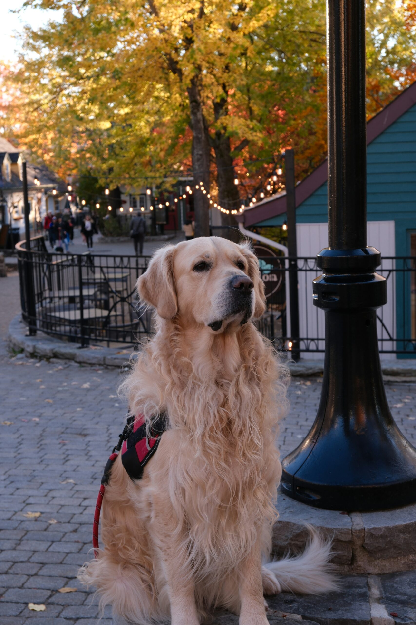 Golden retriever with long curly fur sitting near autumn trees and festive lights