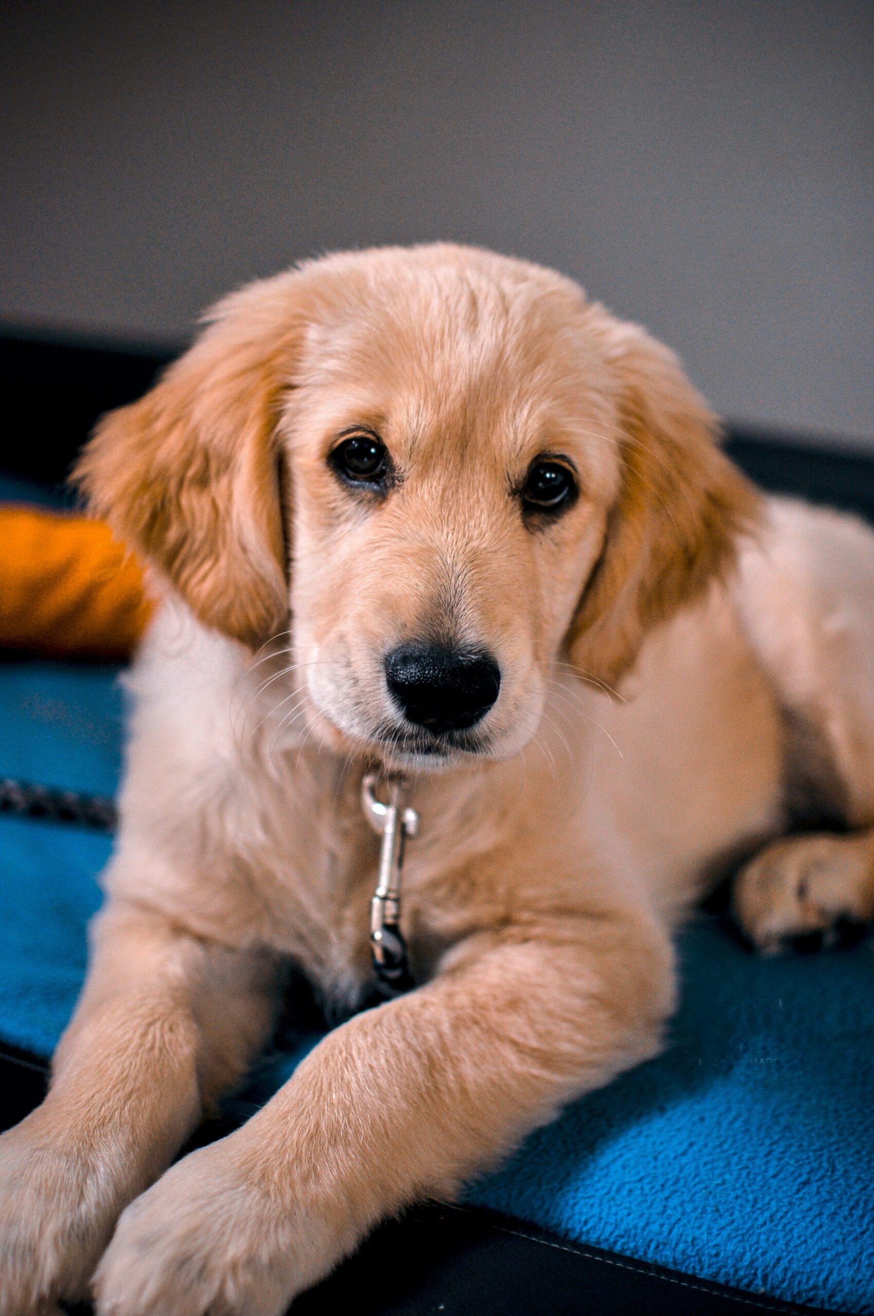 Golden Retriever puppy lying down on a blue blanket, looking directly at the camera