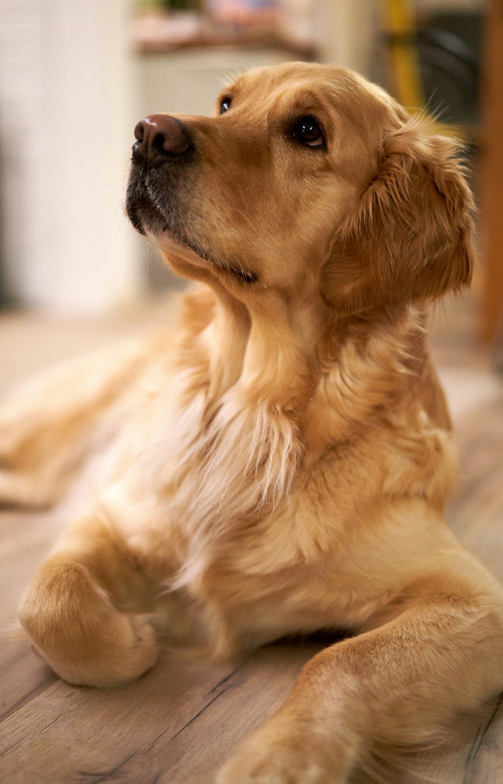 Golden retriever laying on wooden floor, looking up with a calm expression