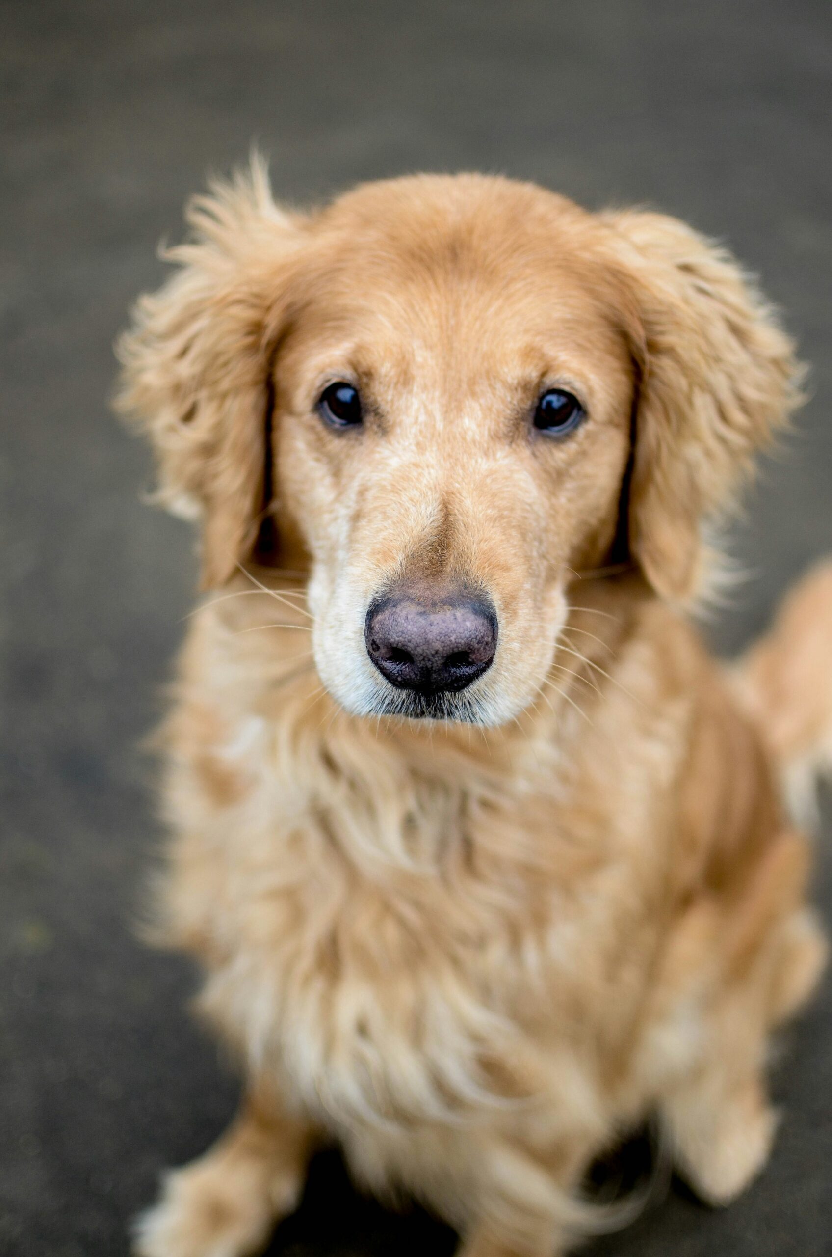 Golden retriever sitting on pavement looking directly at camera with a soft expression