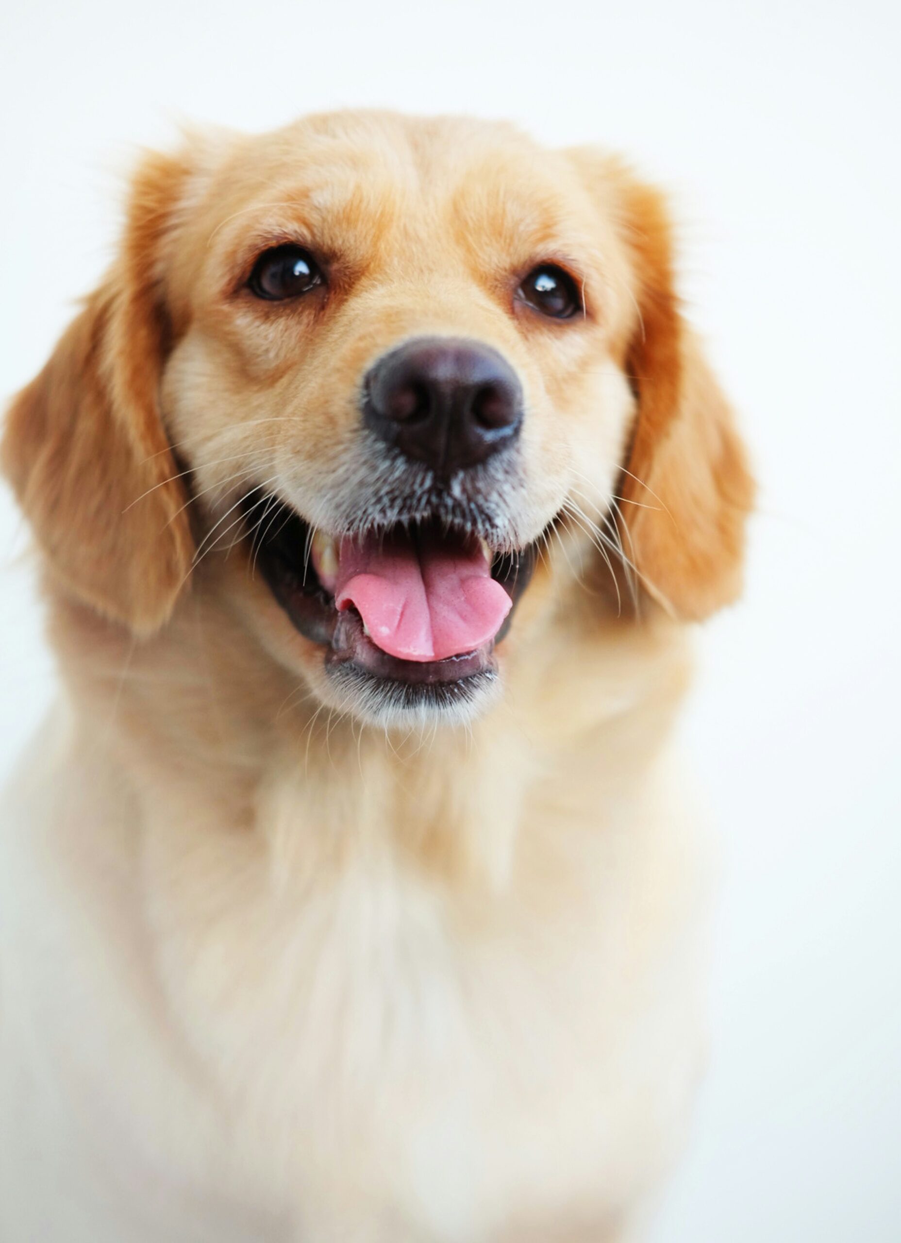 Happy golden retriever portrait with tongue out on a white background