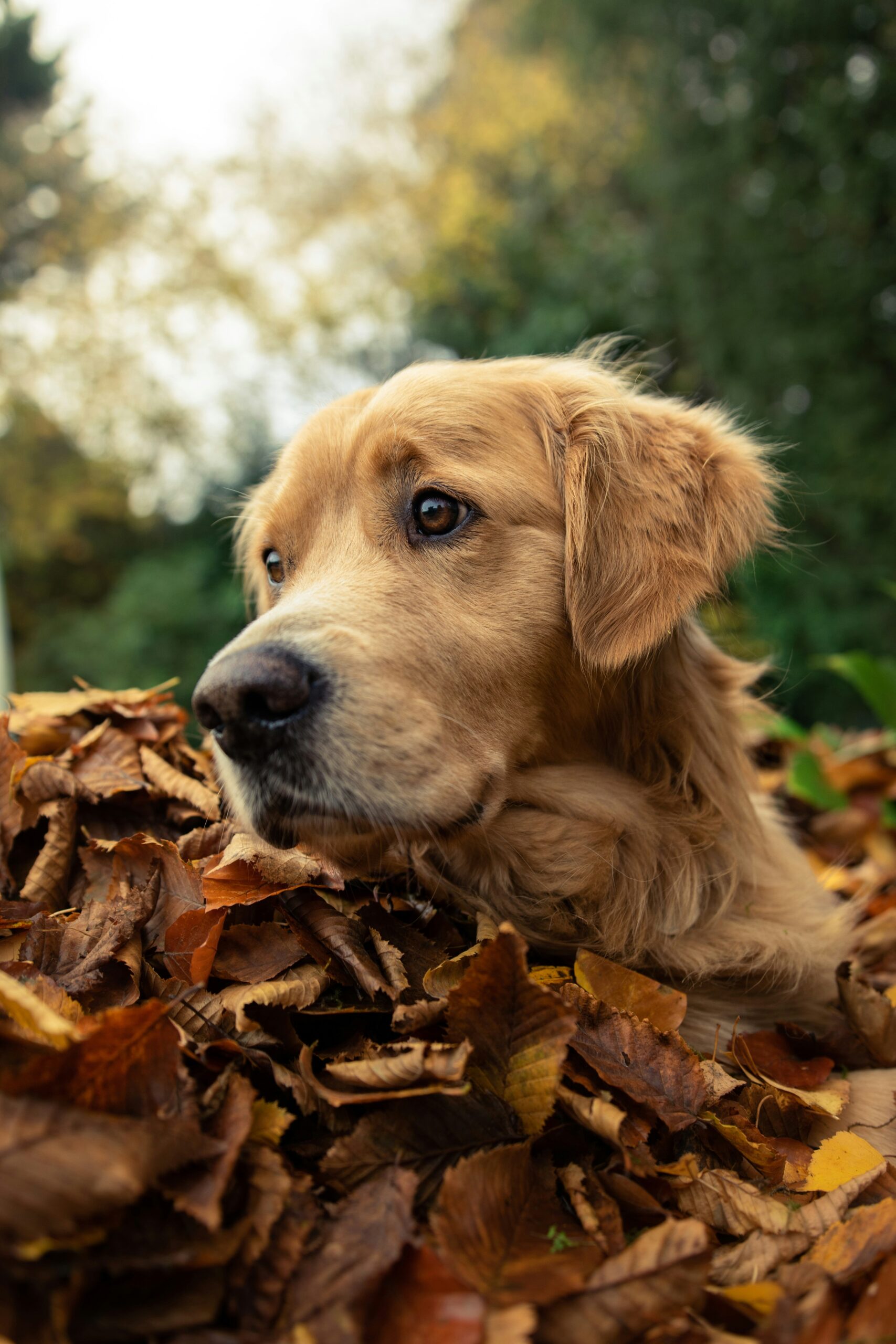 Golden retriever lying in a pile of autumn leaves with a thoughtful look