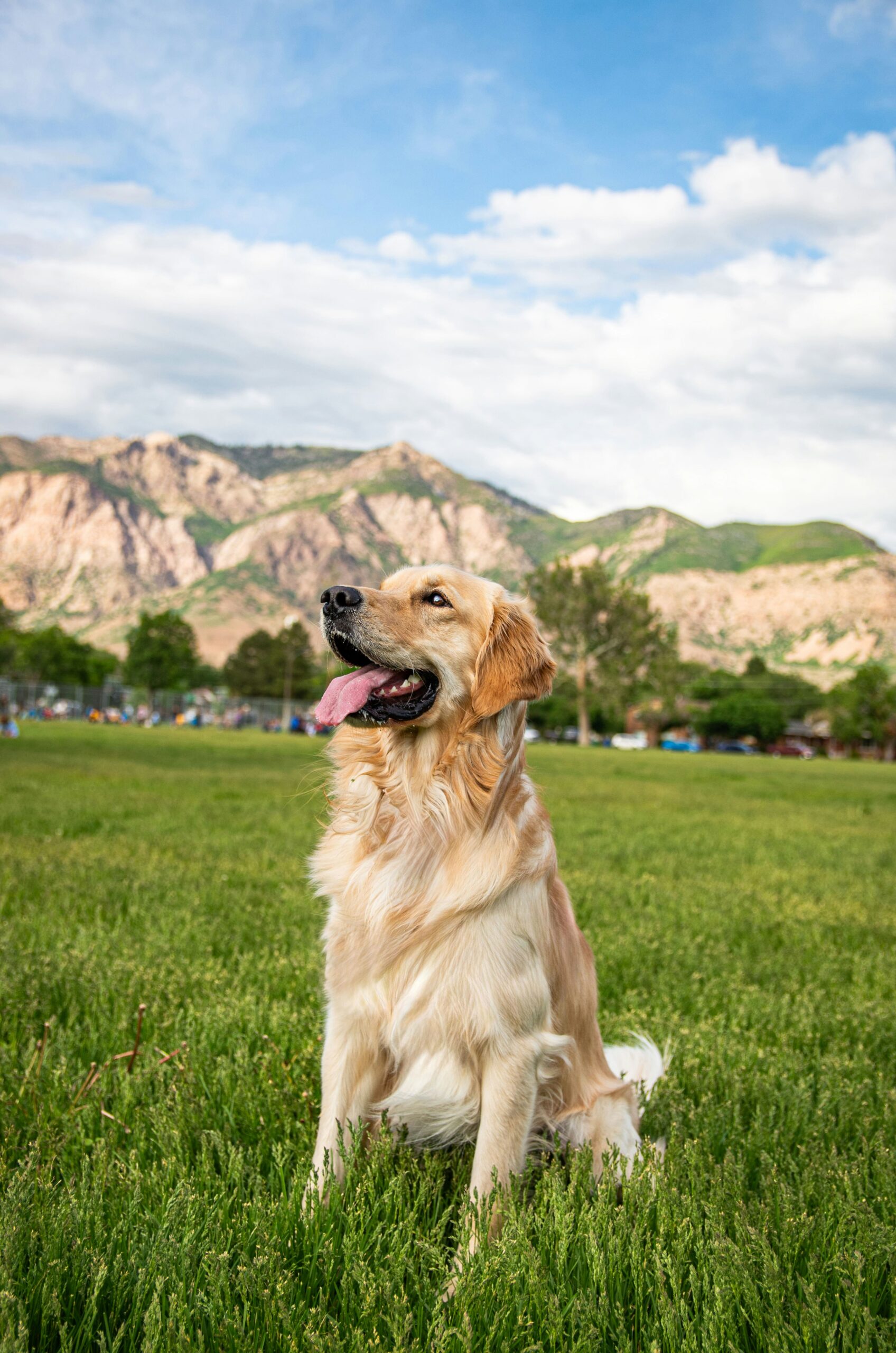 Golden retriever sitting in a grassy field with mountains in the background on a sunny day