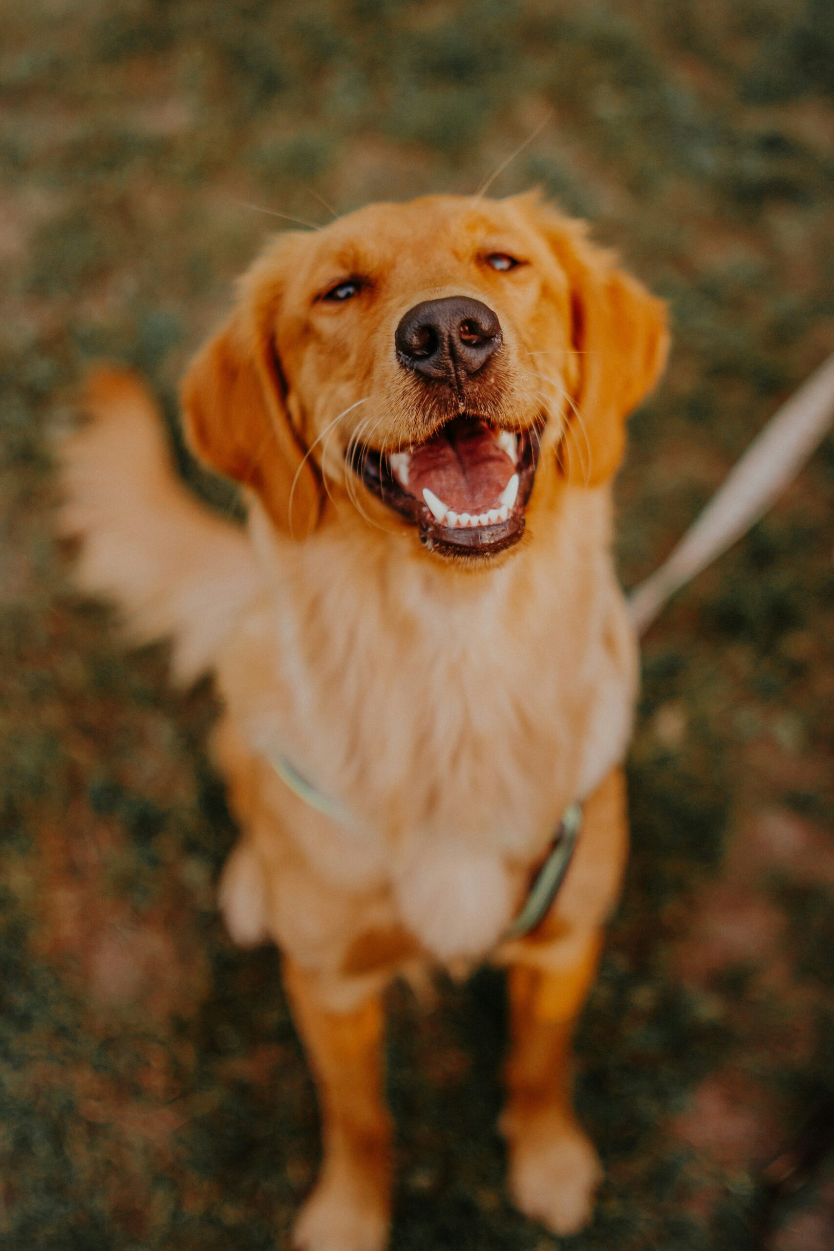 Cheerful golden retriever smiling widely while sitting outdoors