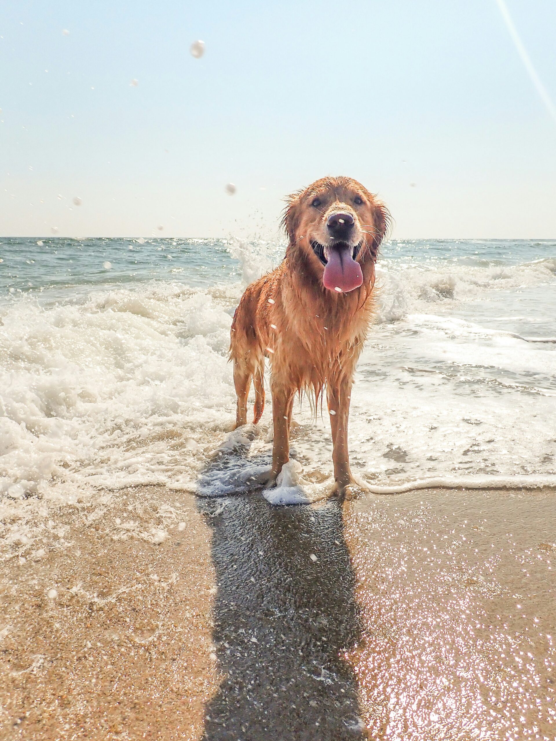 Golden retriever standing on the beach, wet and smiling with waves splashing
